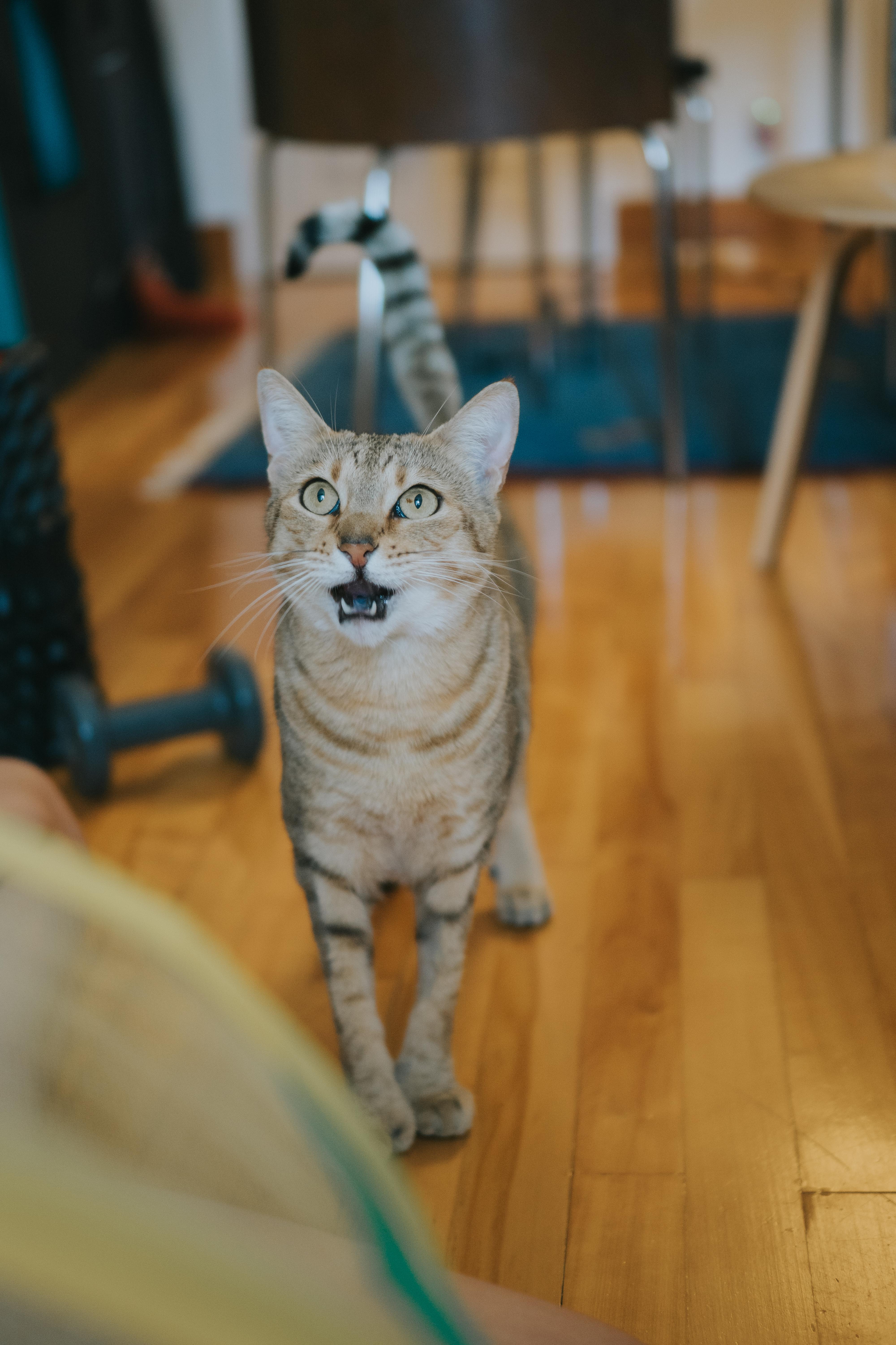 Enlarge Lexie, a Adopted Highland Fold in Montreal, QC image 6/6