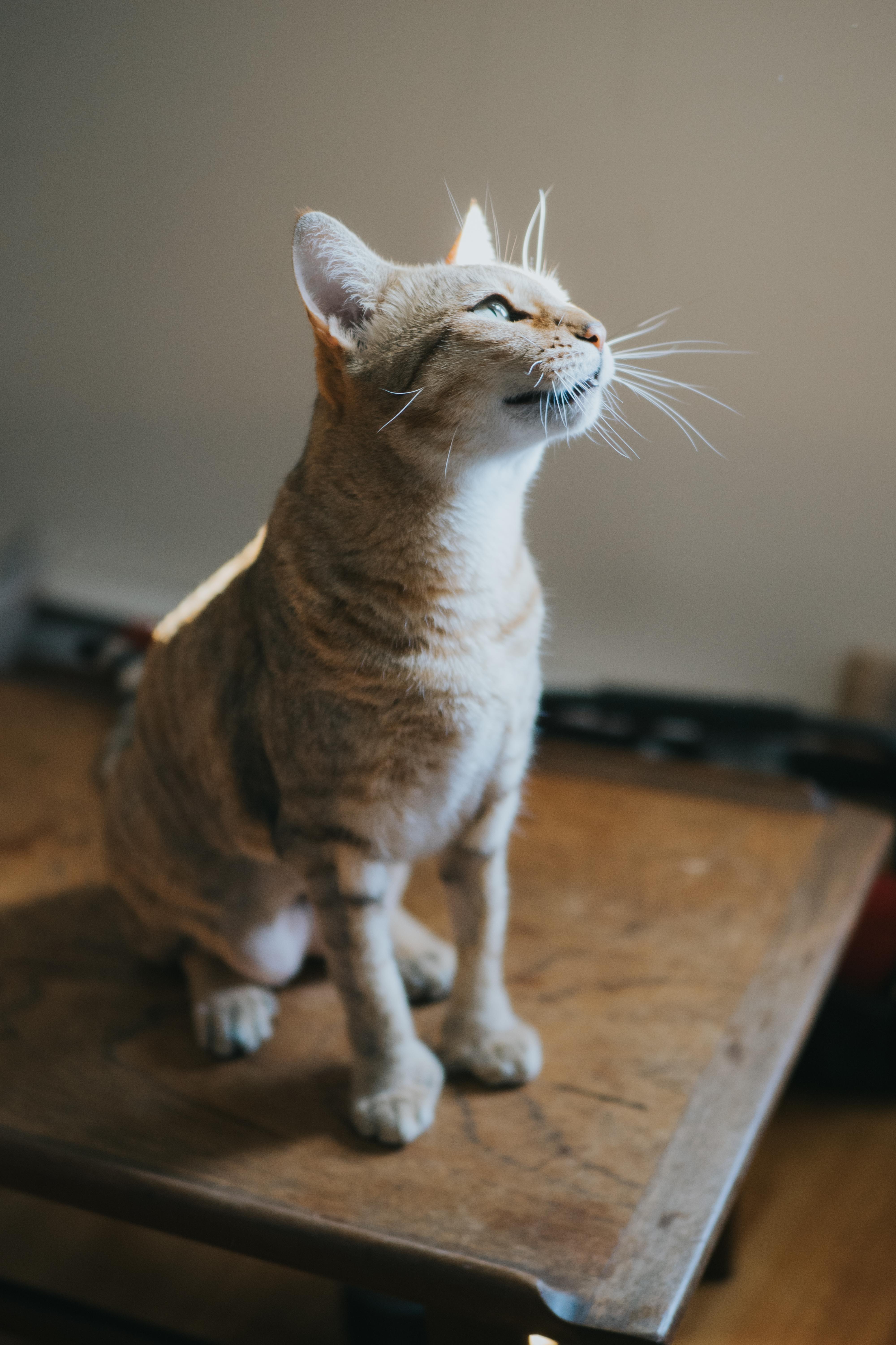 Enlarge Lexie, a Adopted Highland Fold in Montreal, QC image 2/6