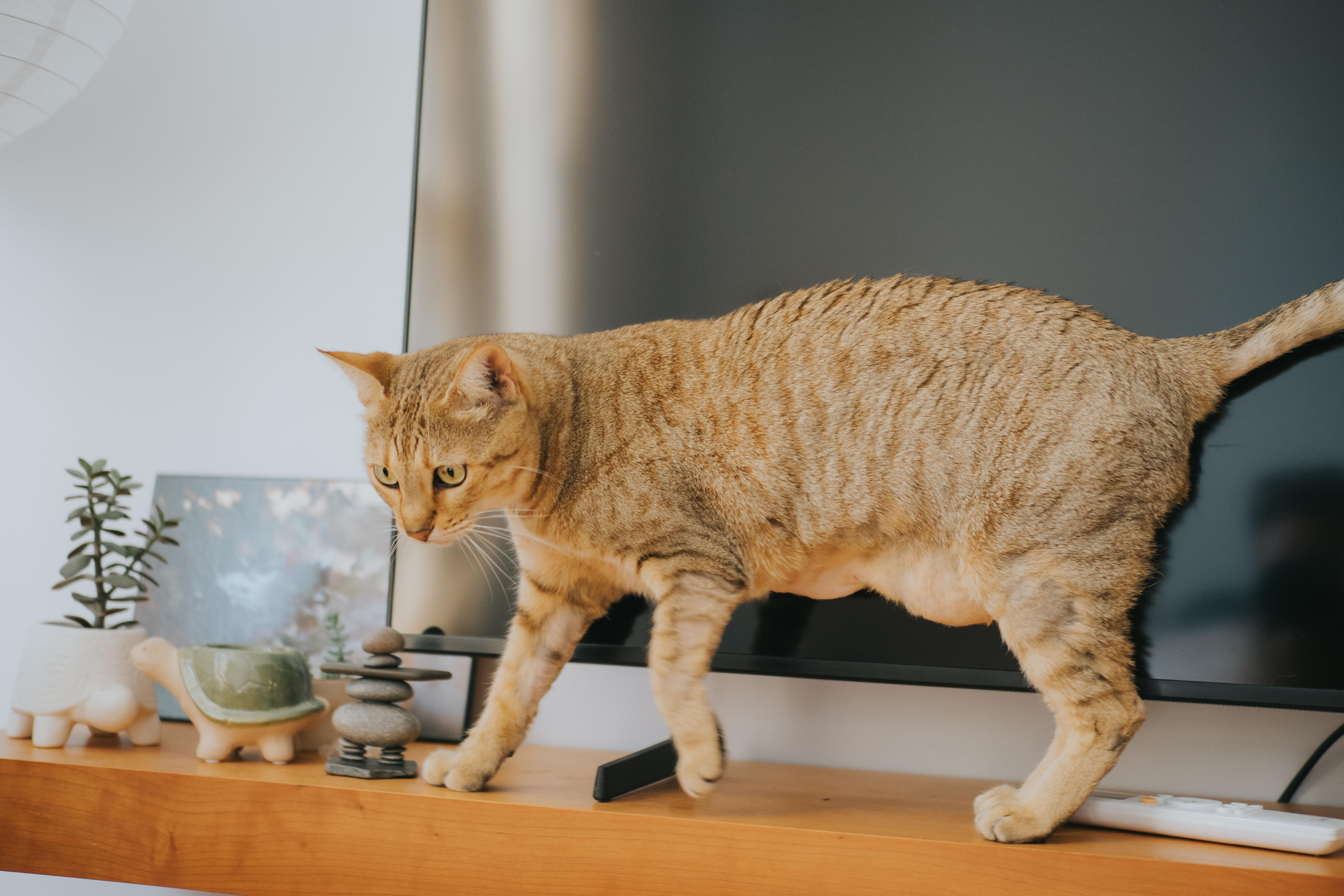 Enlarge Lexie, a Adopted Highland Fold in Montreal, QC image 4/6