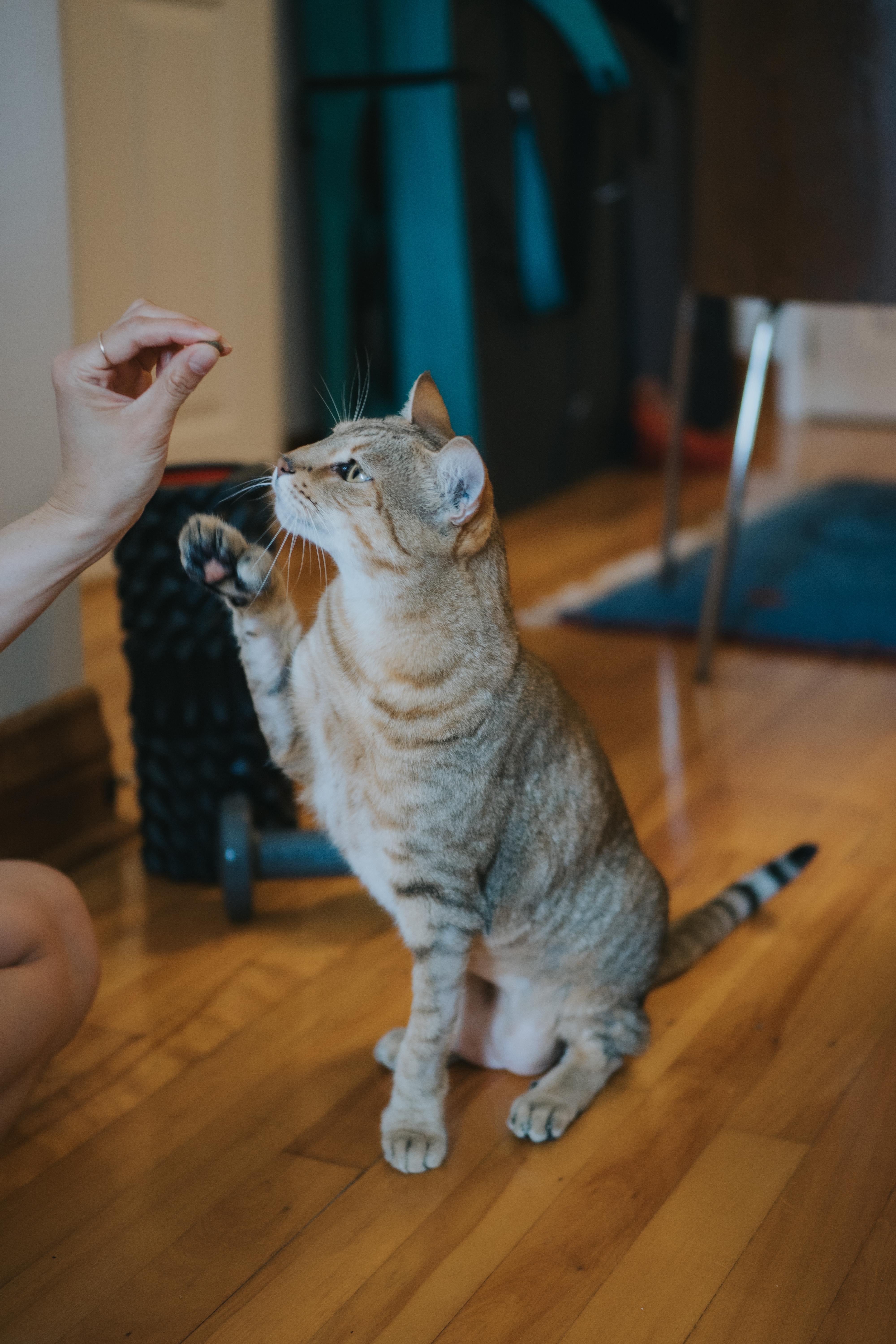 Enlarge Lexie, a Adopted Highland Fold in Montreal, QC image 3/6