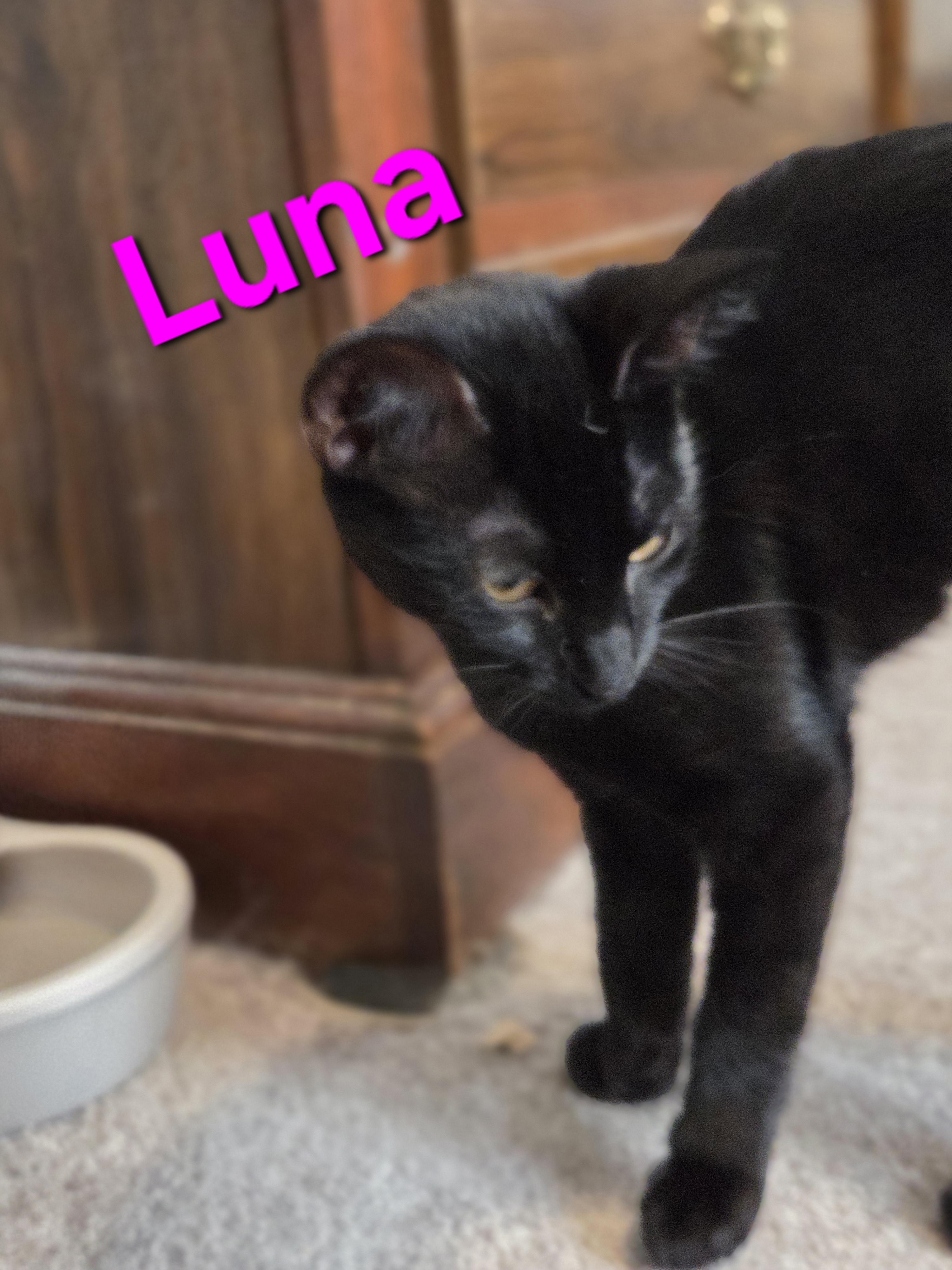 Luna thumbnail 3