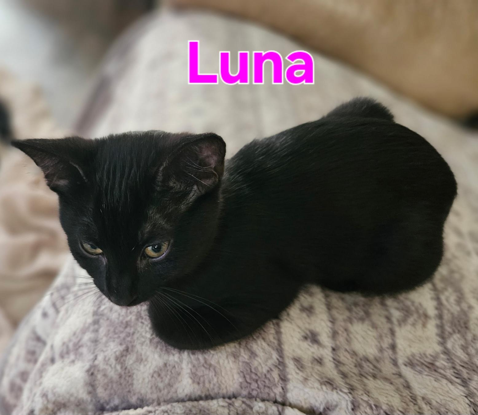 Luna photo 1