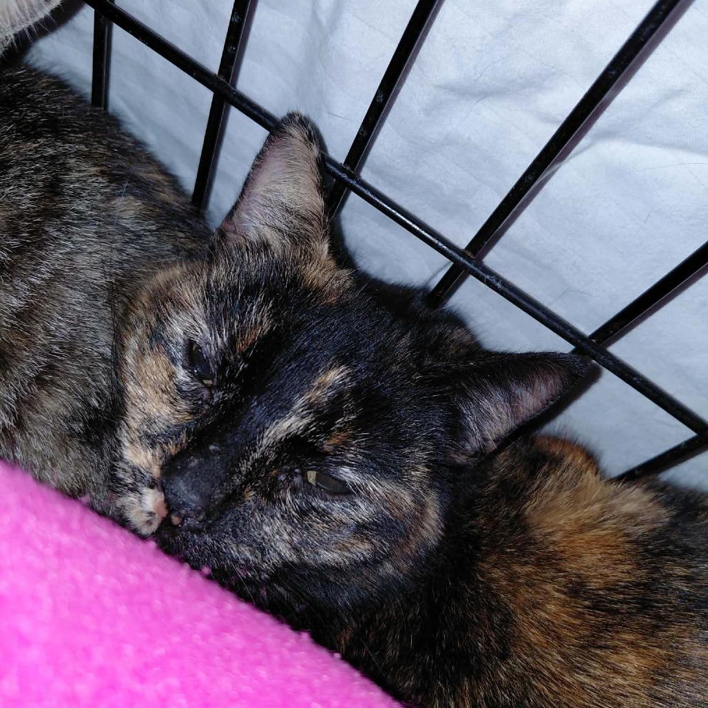 Miss Q, Adoptable, Adult Female Domestic Short Hair.