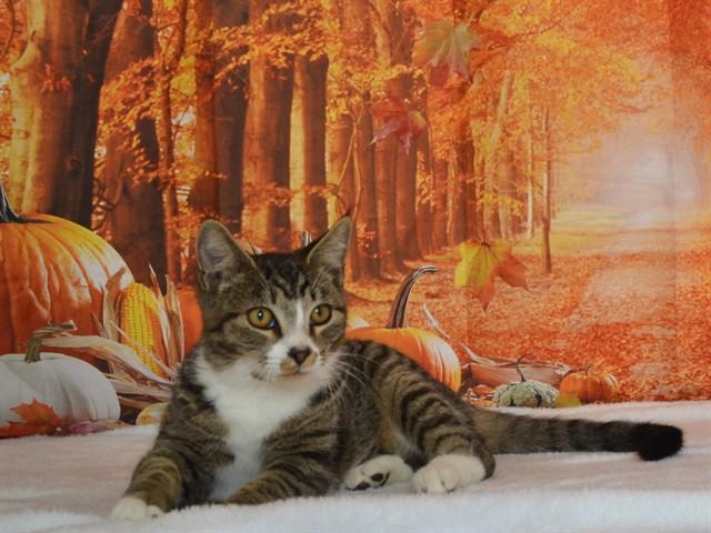 HUNTER, Adoptable, Young Male Domestic Short Hair & Domestic Short Hair.