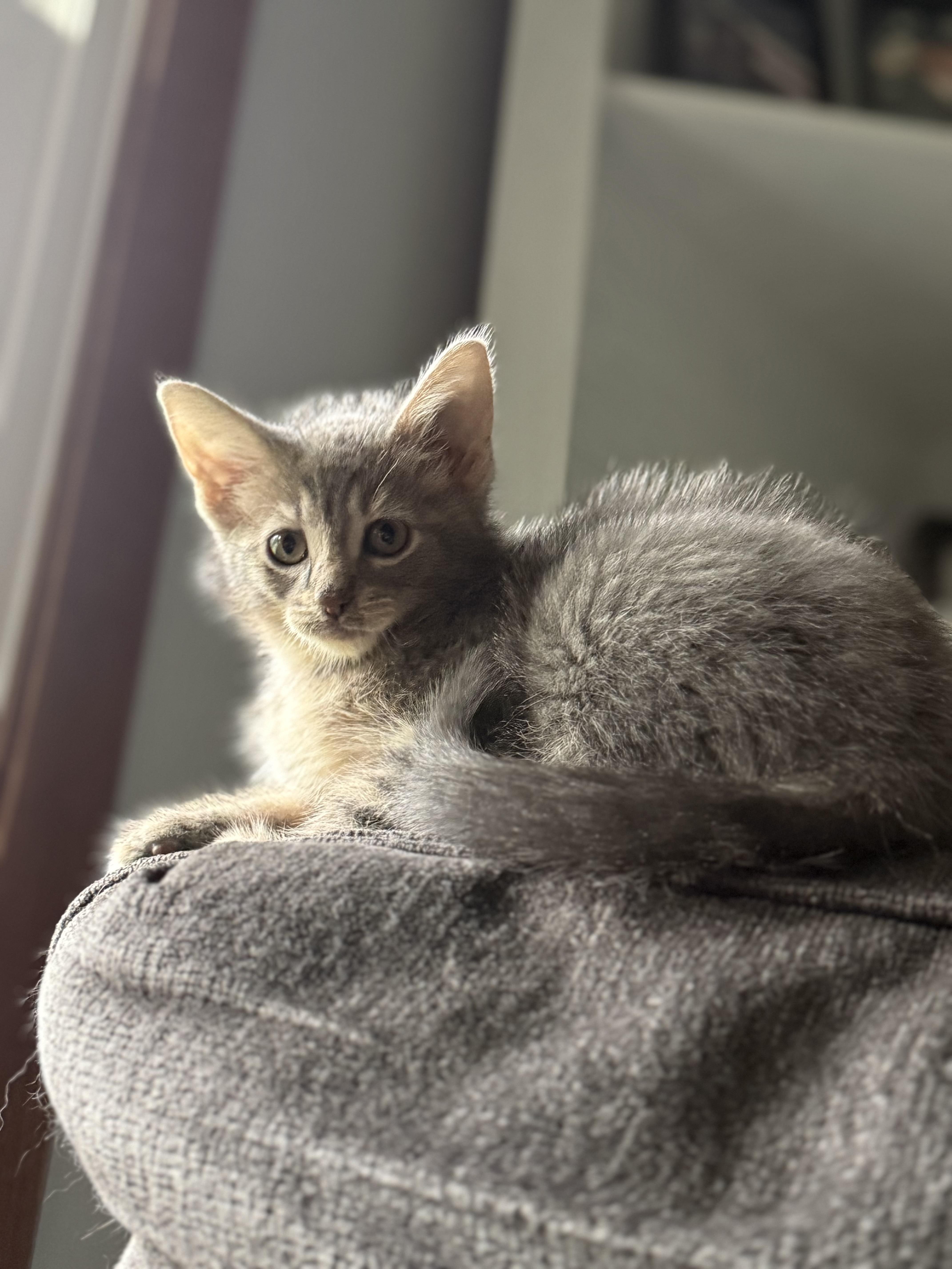 Enlarge Olipop, a Adoptable American Shorthair in Port Washington, WI image 4/6