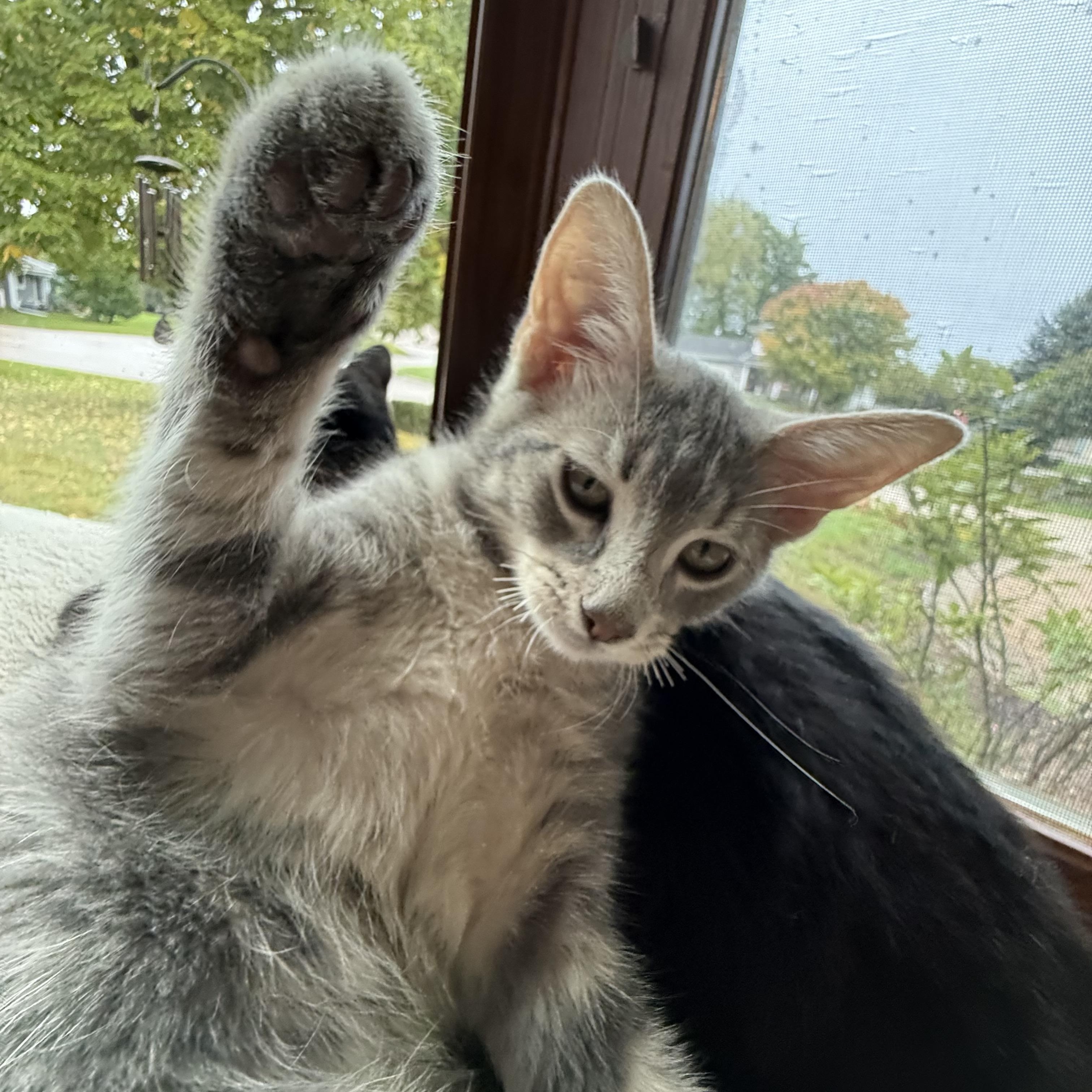 Enlarge Olipop, a Adopted American Shorthair in Port Washington, WI image 5/6