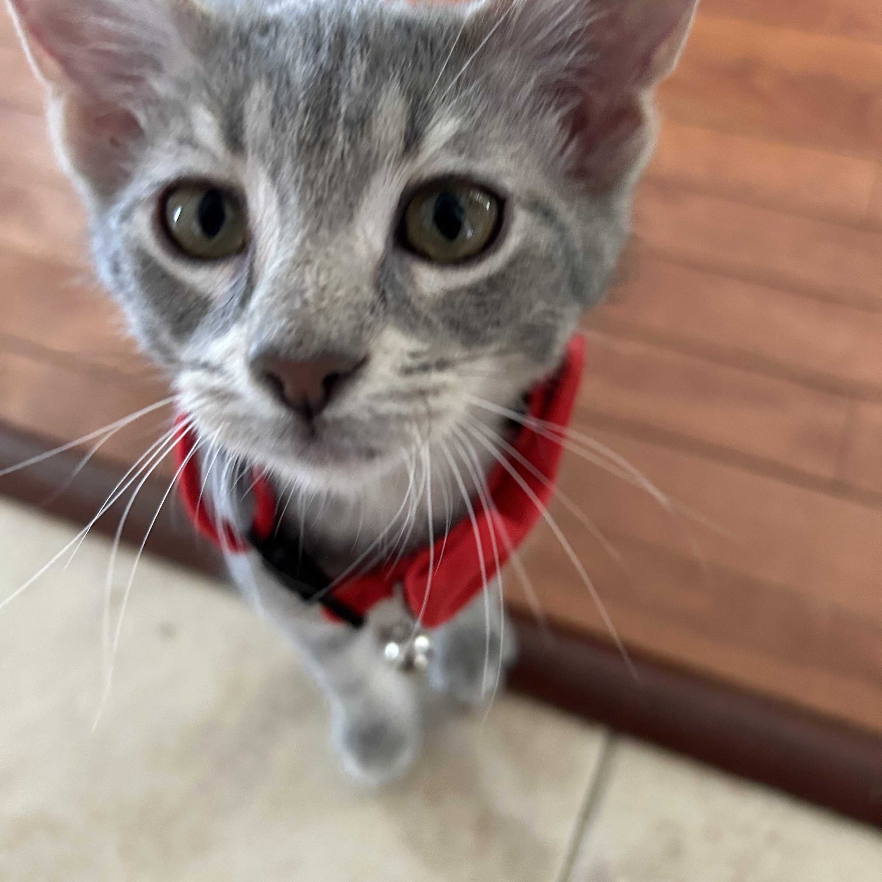 Enlarge Olipop, a Adopted American Shorthair in Port Washington, WI image 3/6