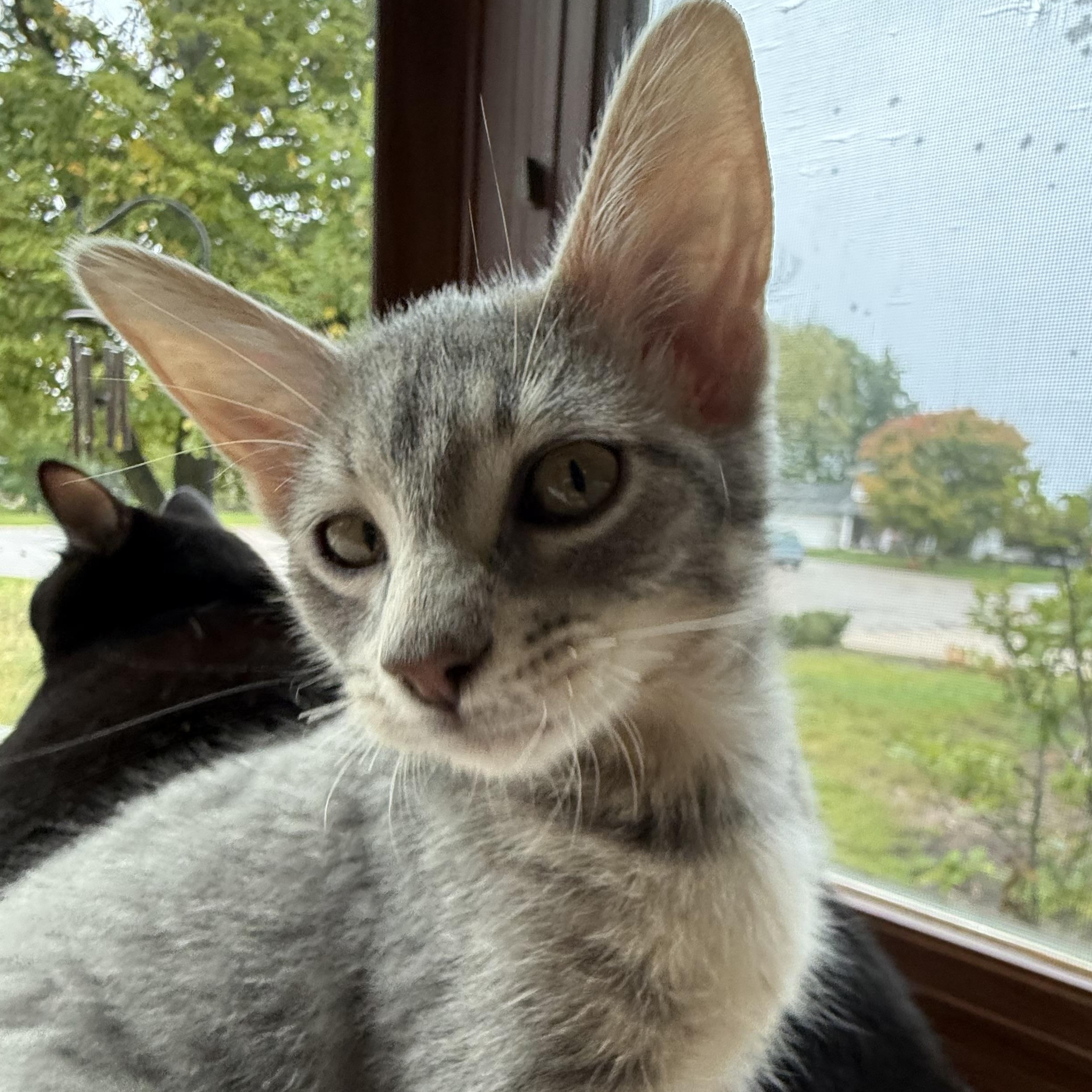 Enlarge Olipop, a Adopted American Shorthair in Port Washington, WI image 1/6