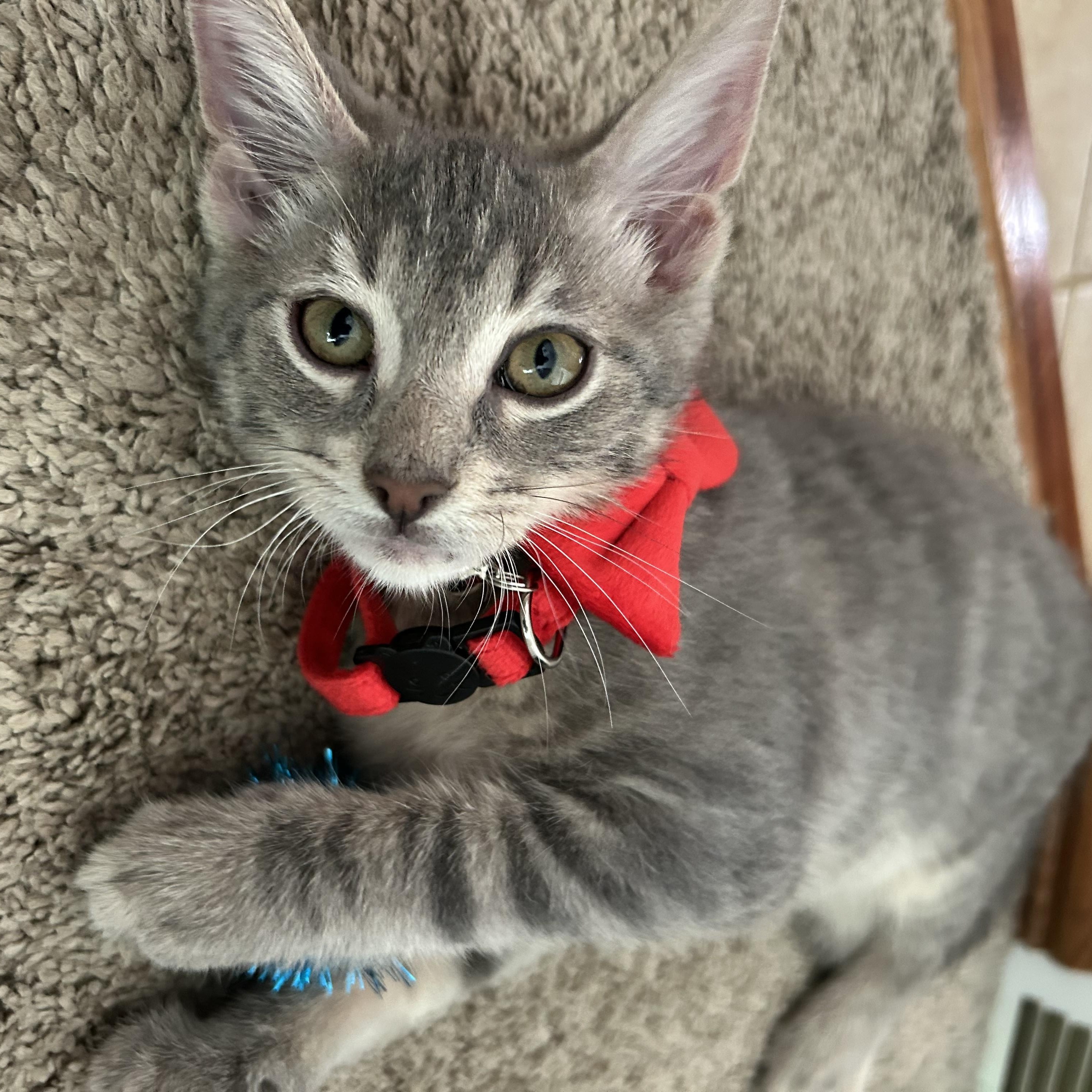 Enlarge Olipop, a Adopted American Shorthair in Port Washington, WI image 2/6