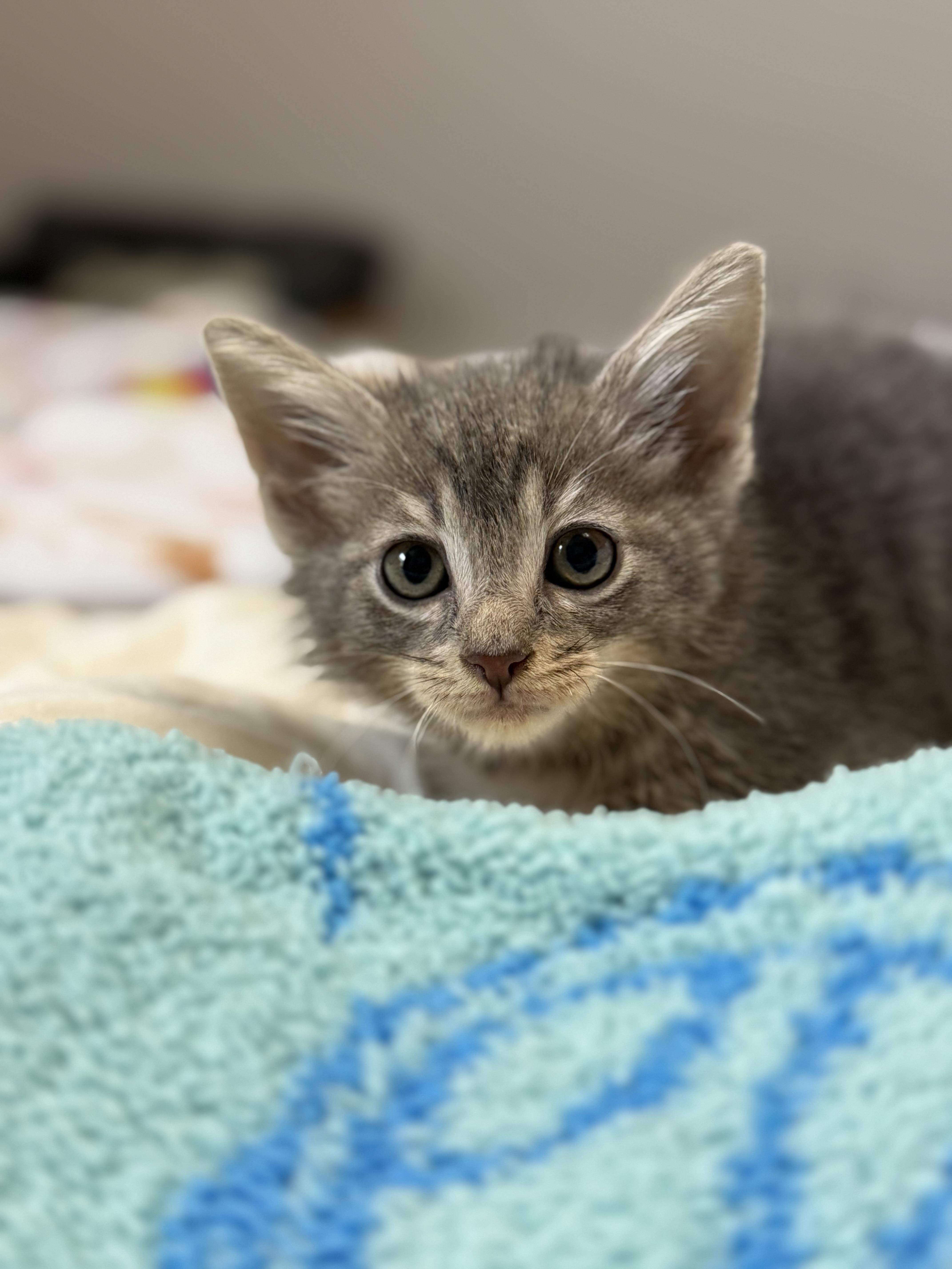 Enlarge Olipop, a Adoptable American Shorthair in Port Washington, WI image 3/6