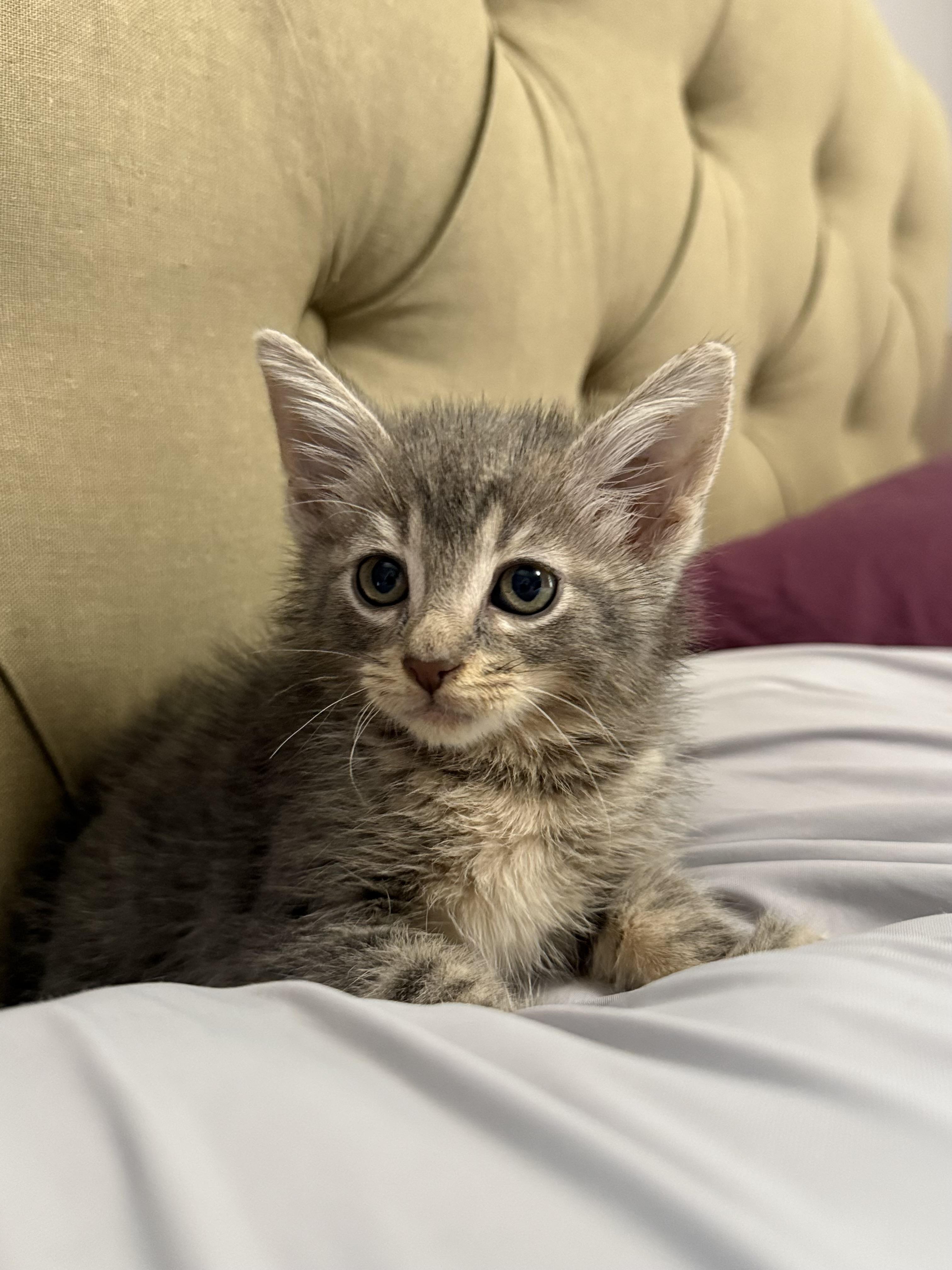 Olipop, Adoptable, Kitten Male American Shorthair.