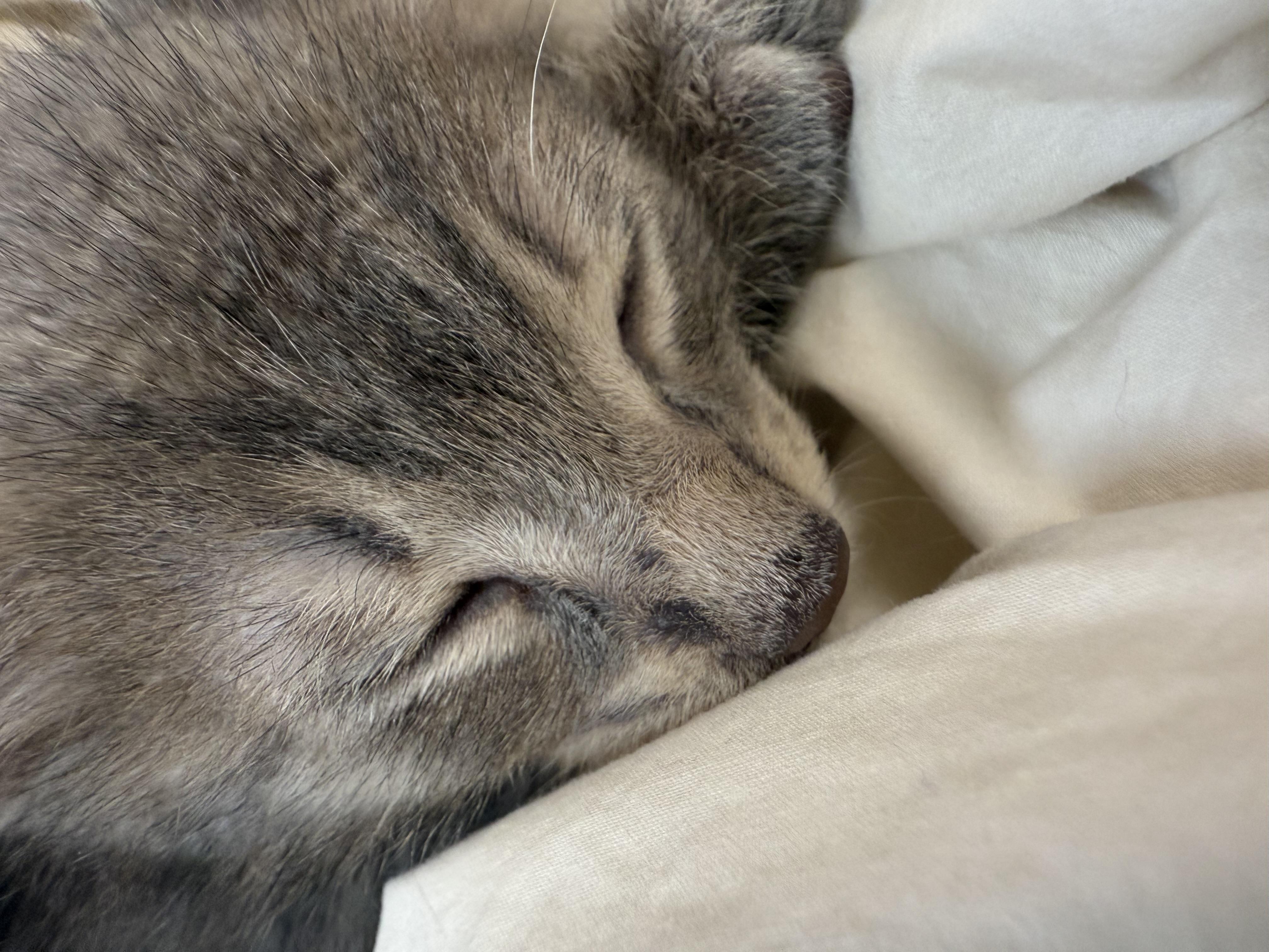 Enlarge Olipop, a Adoptable American Shorthair in Port Washington, WI image 5/6