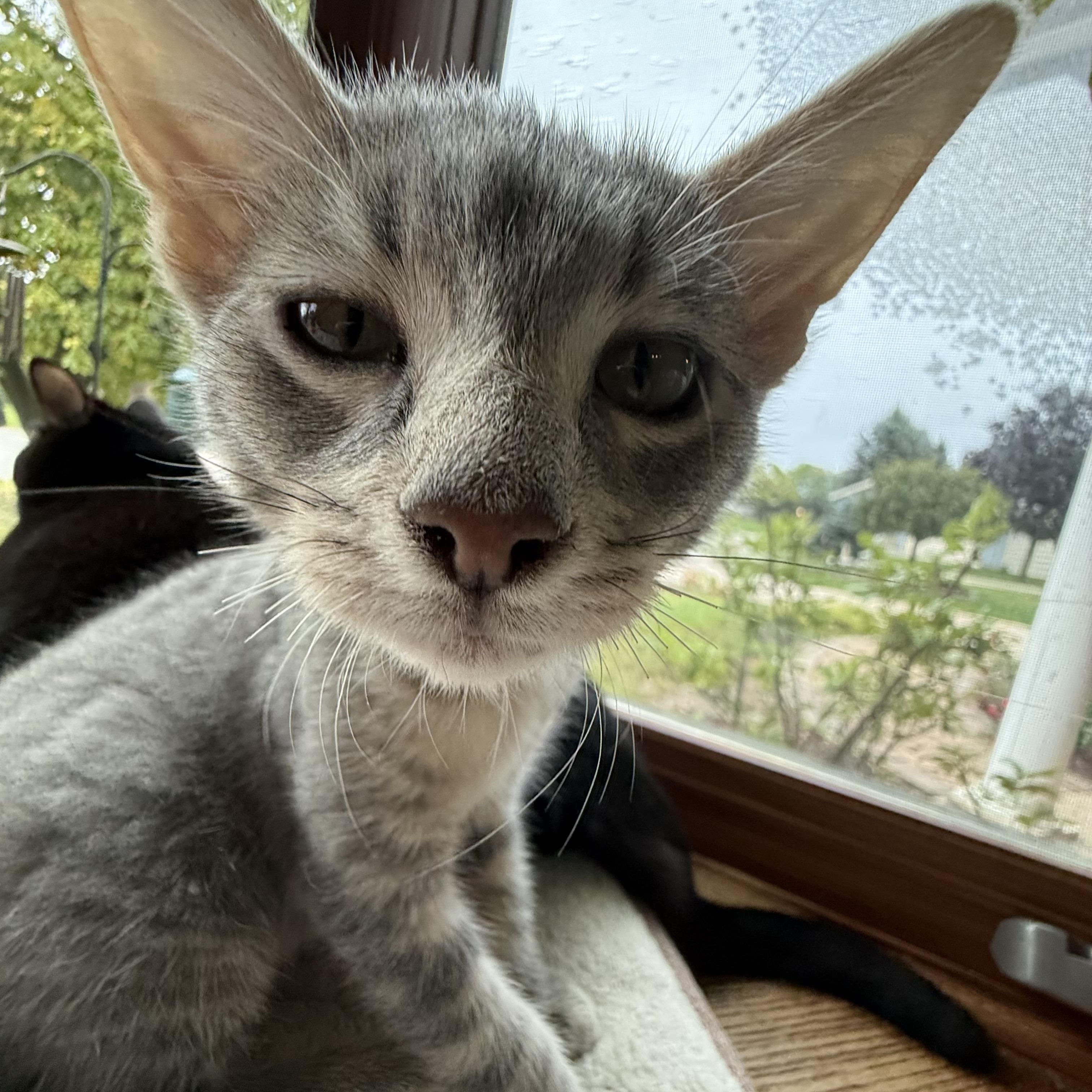 Enlarge Olipop, a Adopted American Shorthair in Port Washington, WI image 4/6