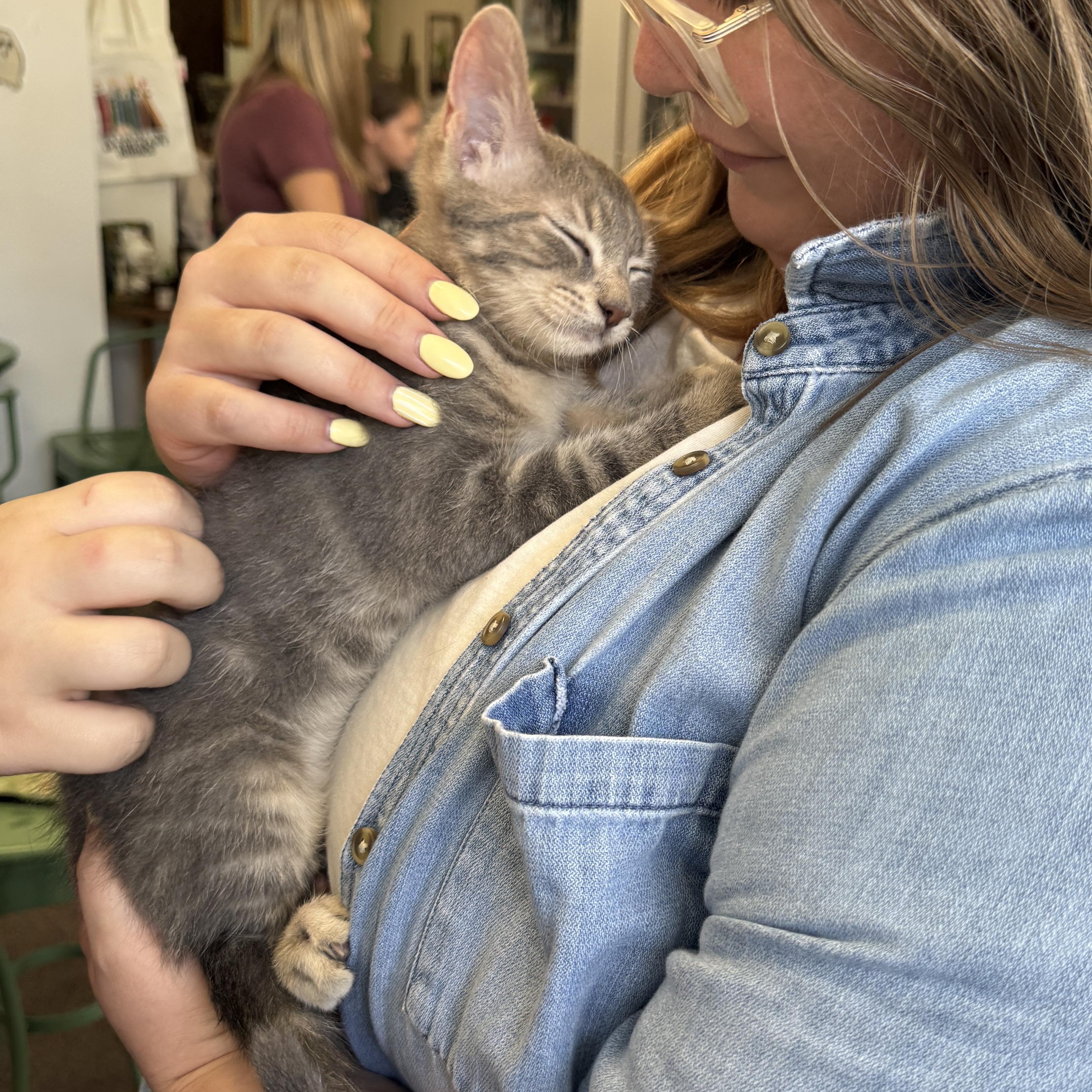 Enlarge Olipop, a Adopted American Shorthair in Port Washington, WI image 6/6
