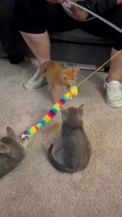 Enlarge Olipop, a Adoptable American Shorthair in Port Washington, WI video 2/6