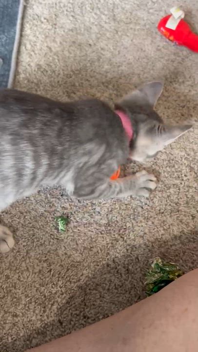 Enlarge Olipop, a Adoptable American Shorthair in Port Washington, WI video 6/6