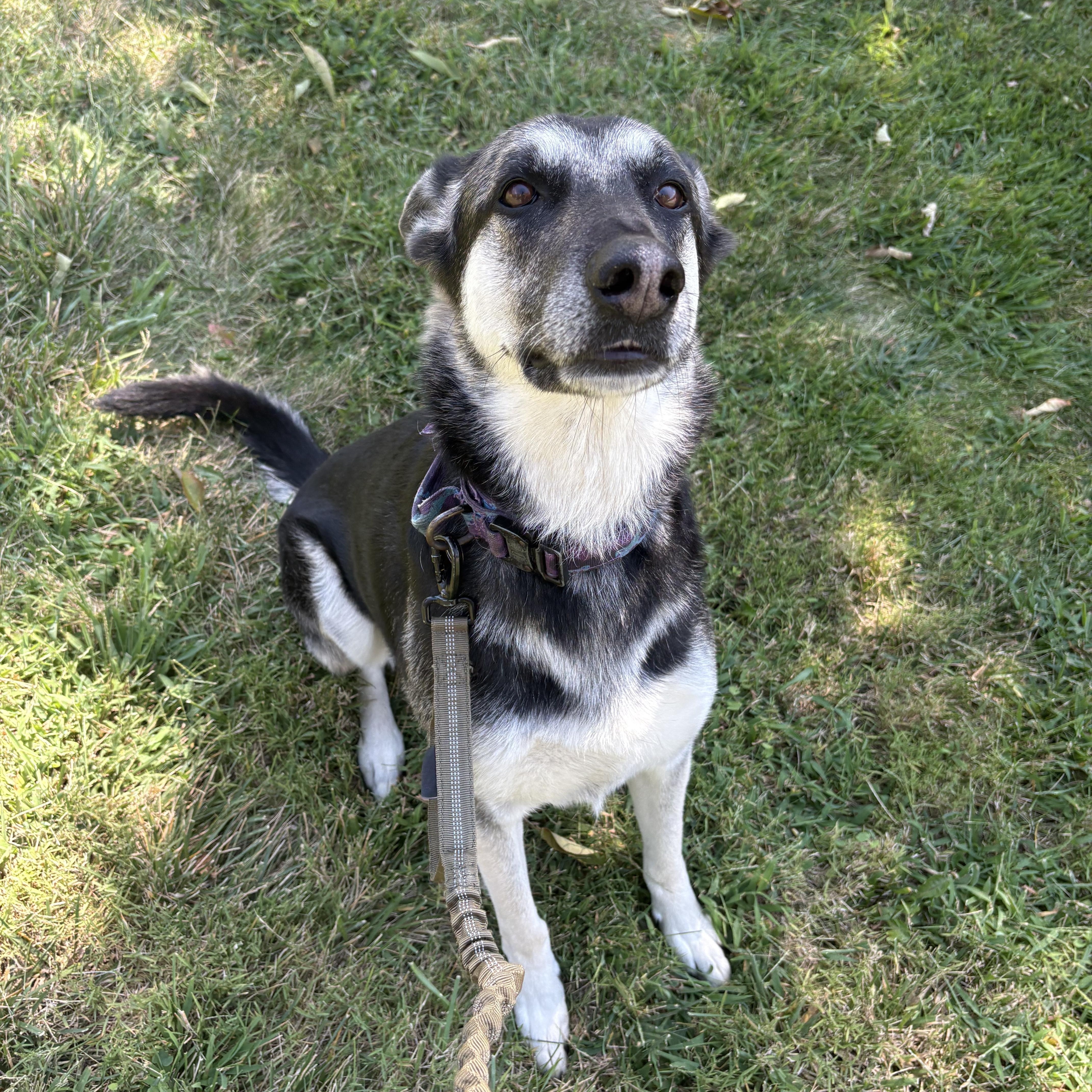 Remington, ADOPTABLE, Adult Female German Shepherd Dog.