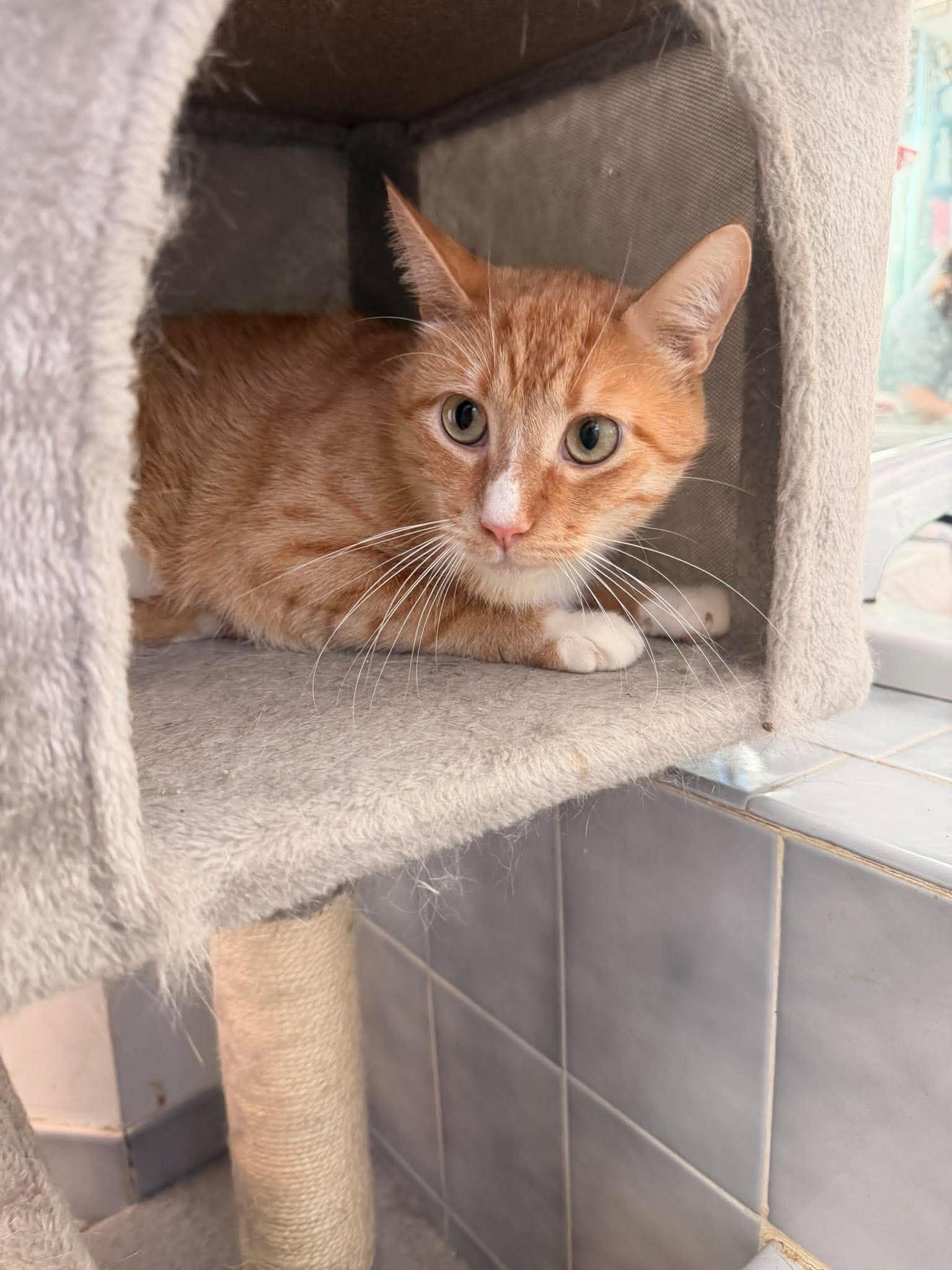 Enlarge FLOUNDER, a Adoptable Domestic Short Hair in Holbrook, NY image 1/3