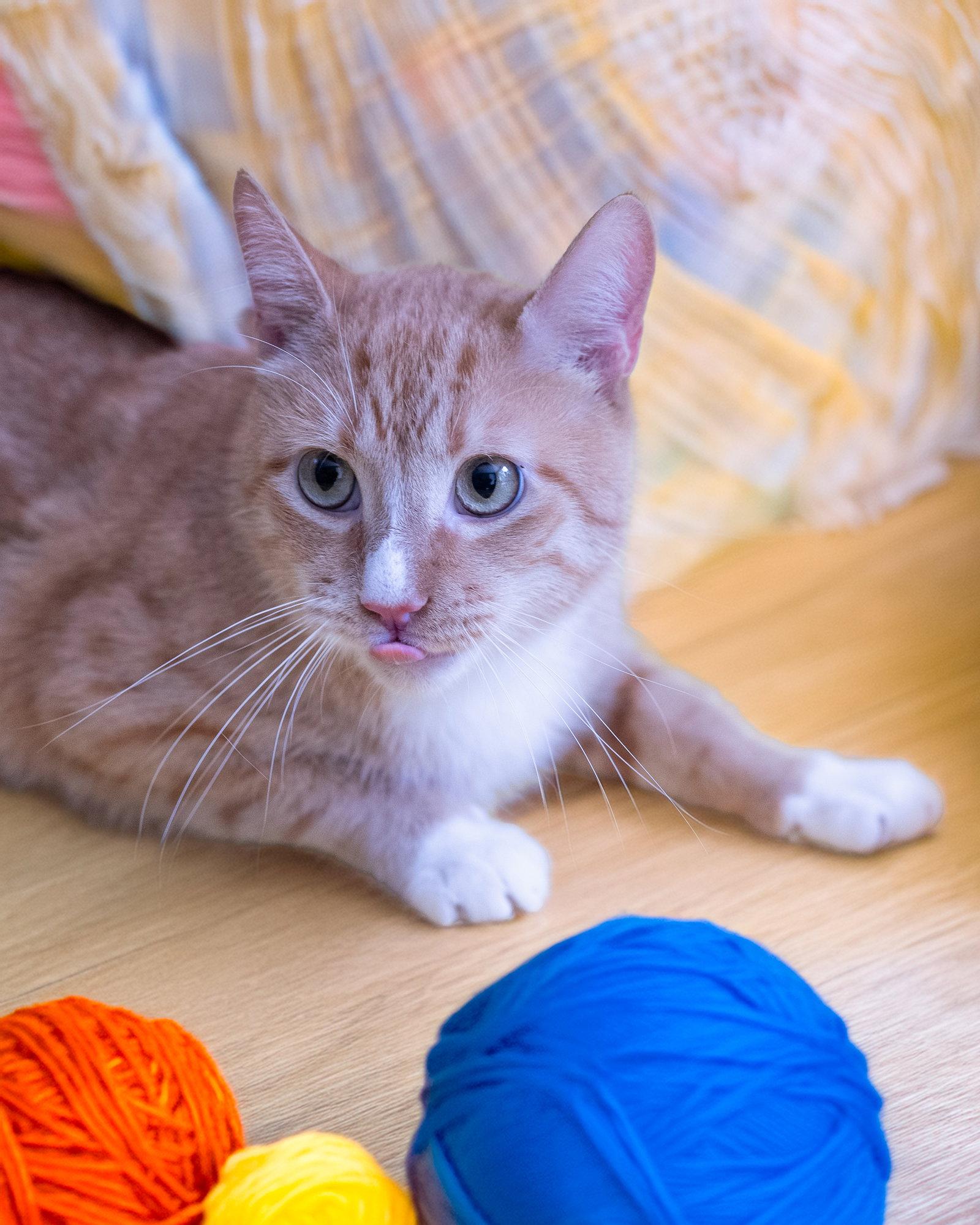 Enlarge FLOUNDER, a Adoptable Domestic Short Hair in Holbrook, NY image 2/3