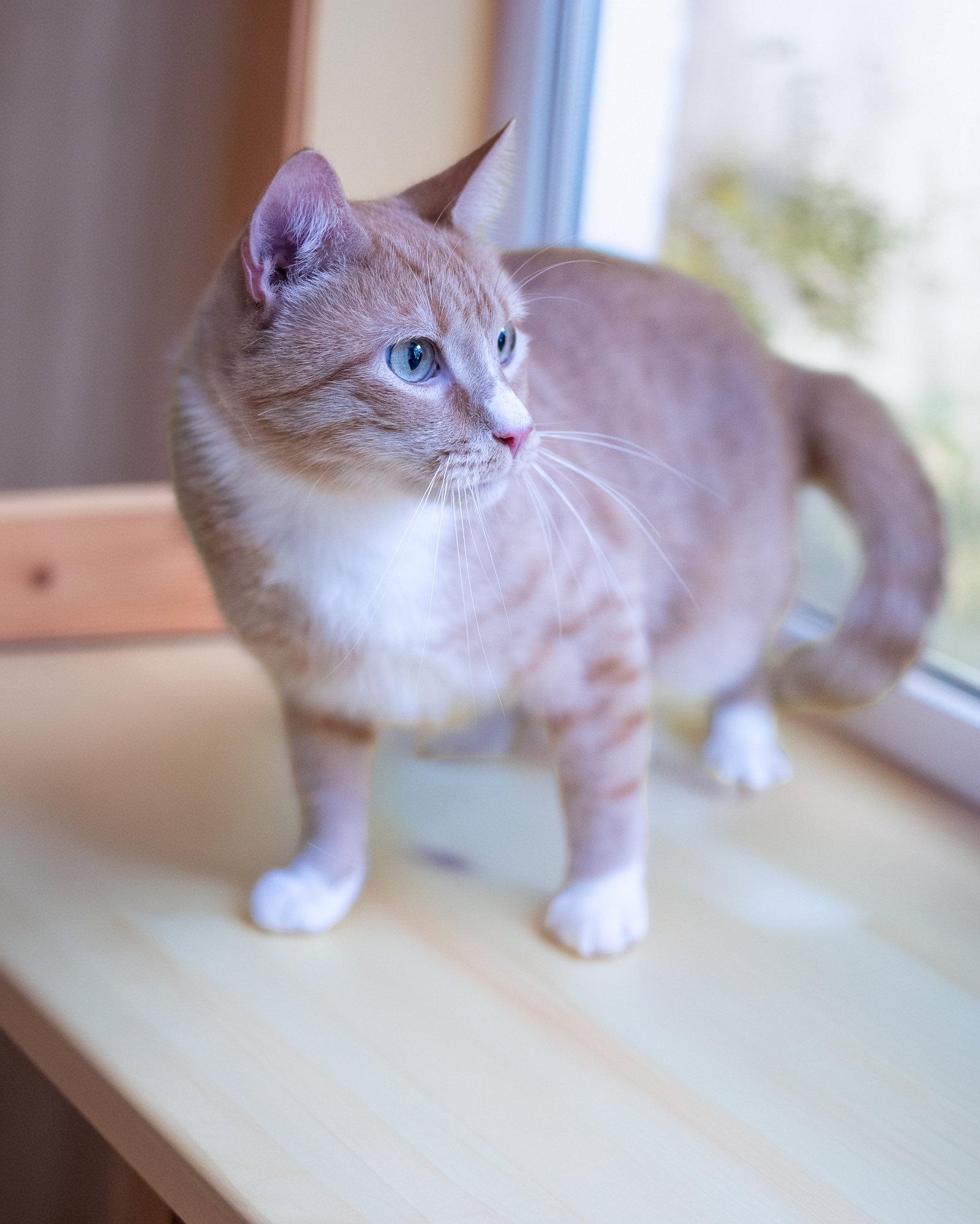Enlarge FLOUNDER, a Adoptable Domestic Short Hair in Holbrook, NY image 3/3