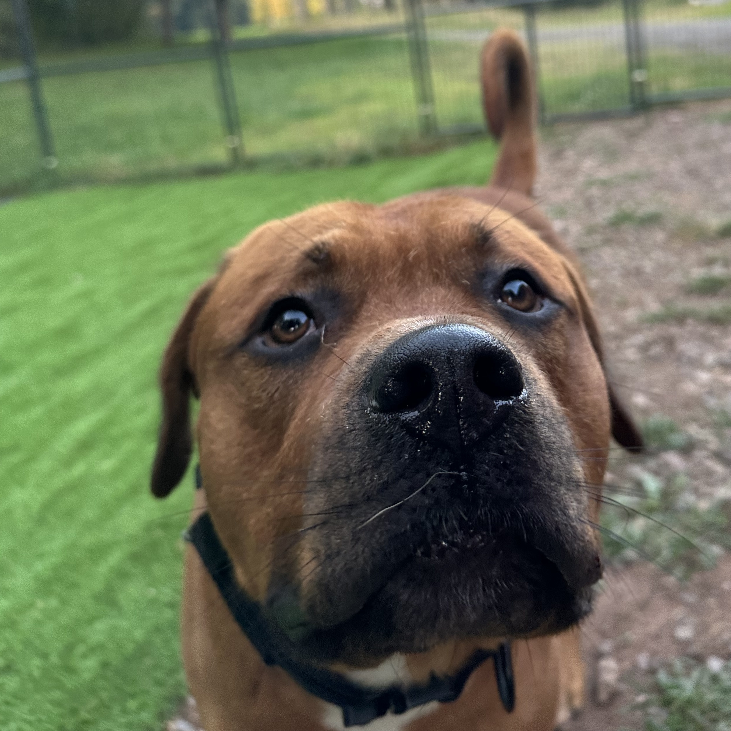 Enlarge Seven, a Adopted mixed breed in Far Hills, NJ image 2/5