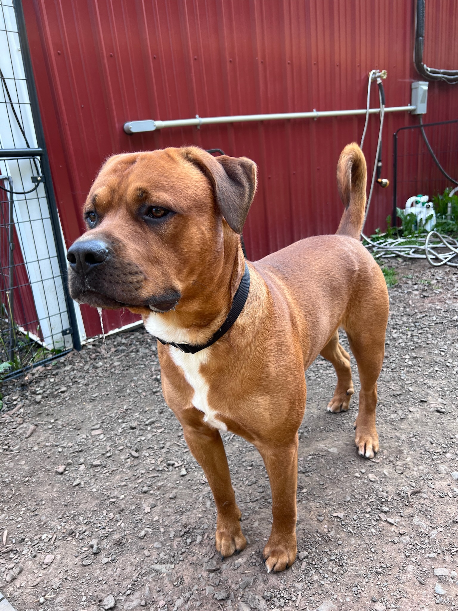 Seven, Adopted, Young Male Rottweiler & American Staffordshire Terrier.