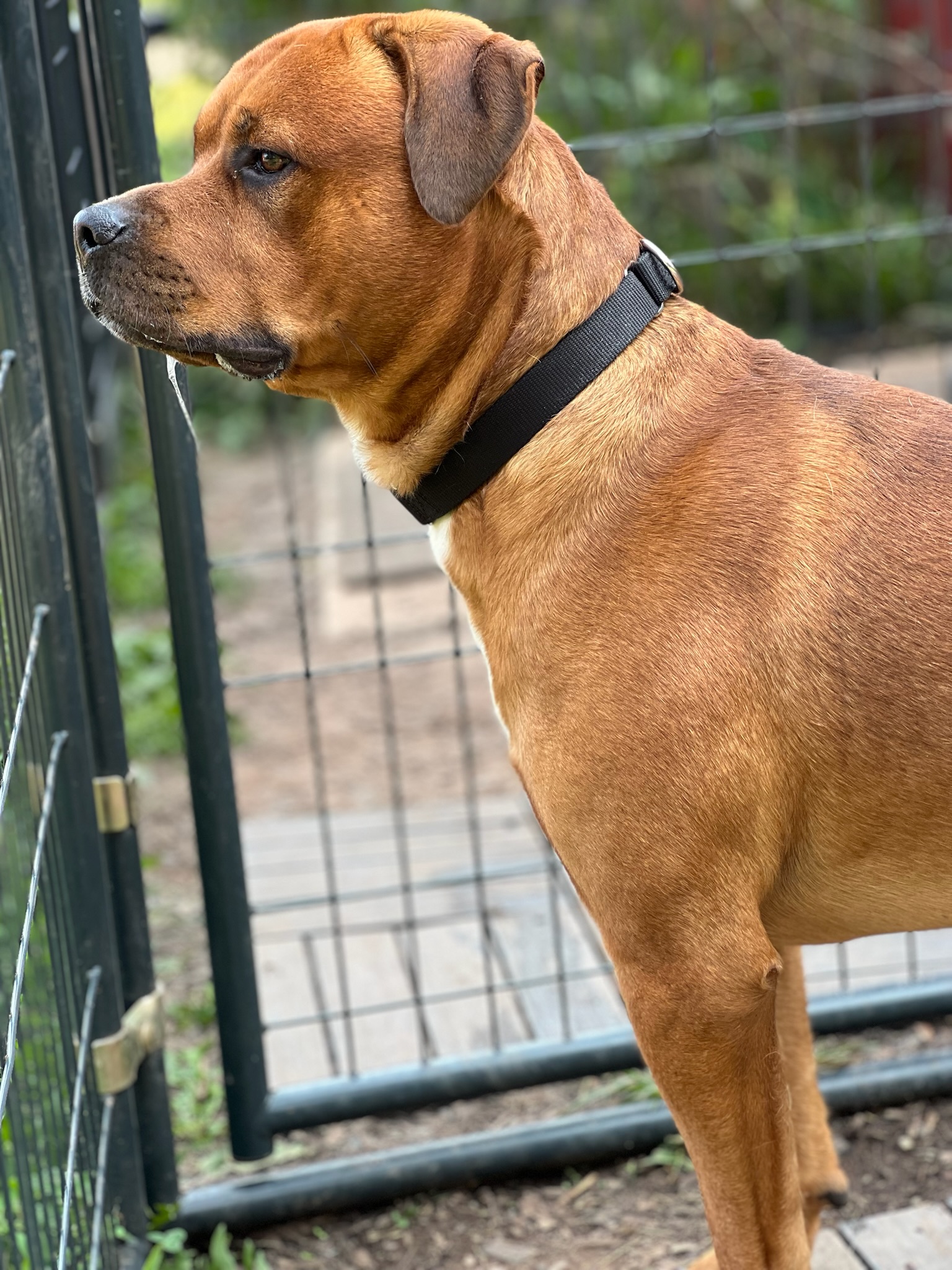 Enlarge Seven, a Adopted mixed breed in Far Hills, NJ image 4/5