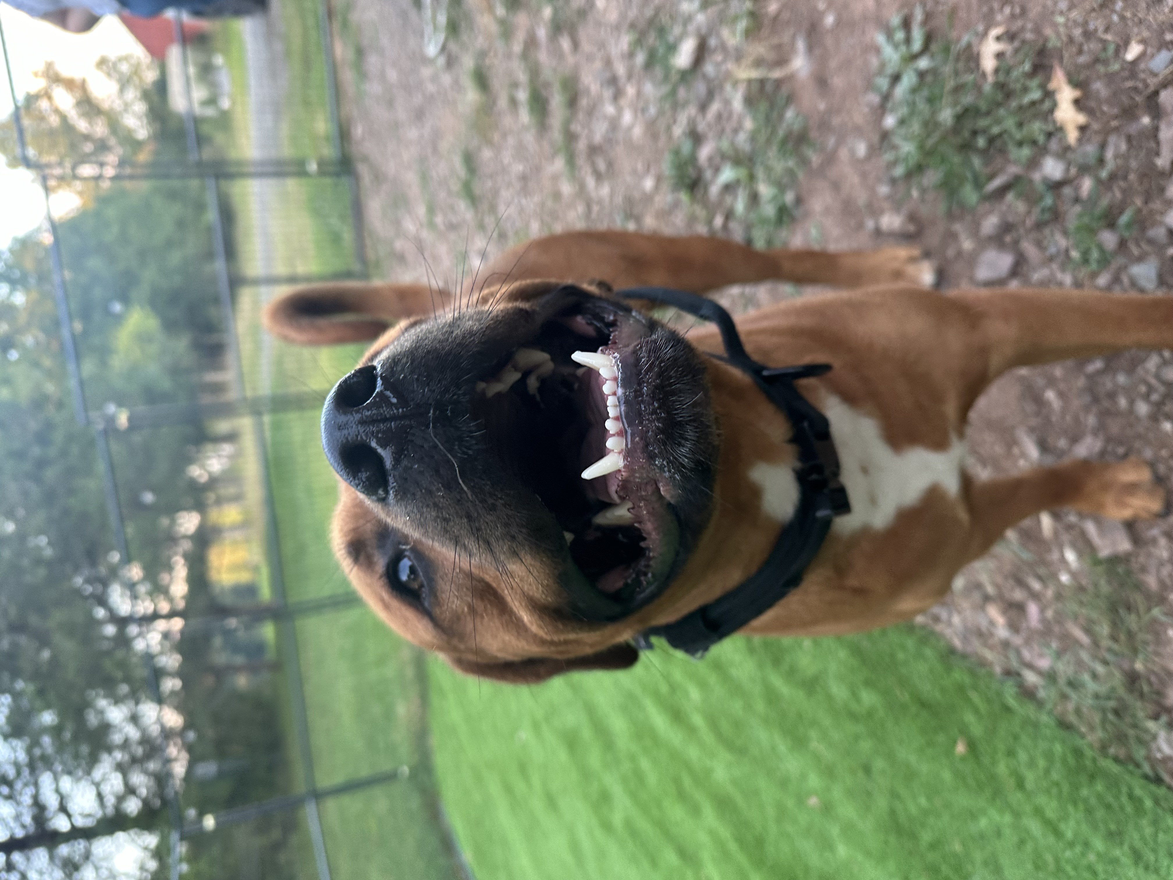 Enlarge Seven, a Adopted mixed breed in Far Hills, NJ image 3/5