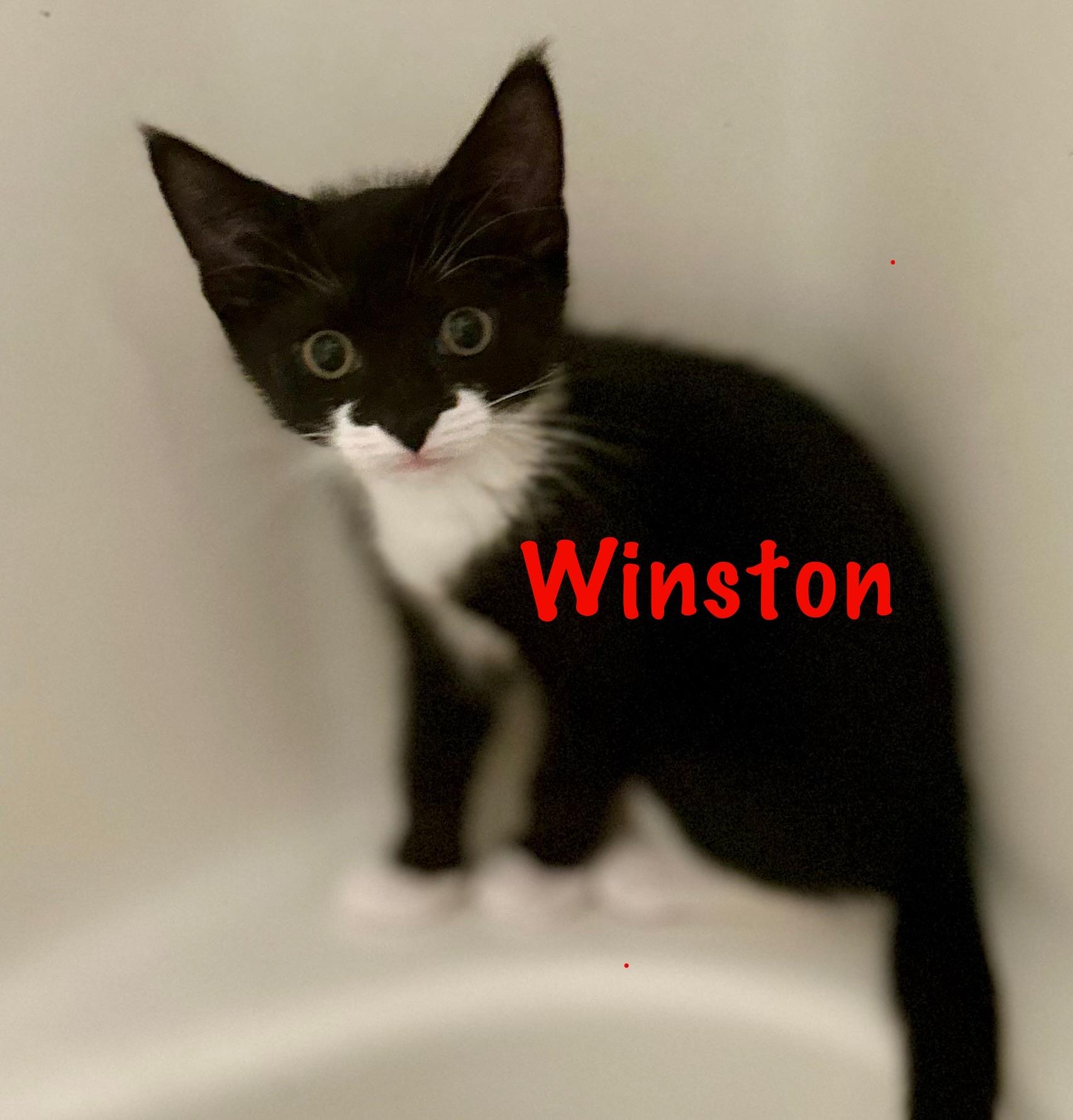 Enlarge Winston, a Adoptable Domestic Short Hair in Philadelphia, PA image 2/4