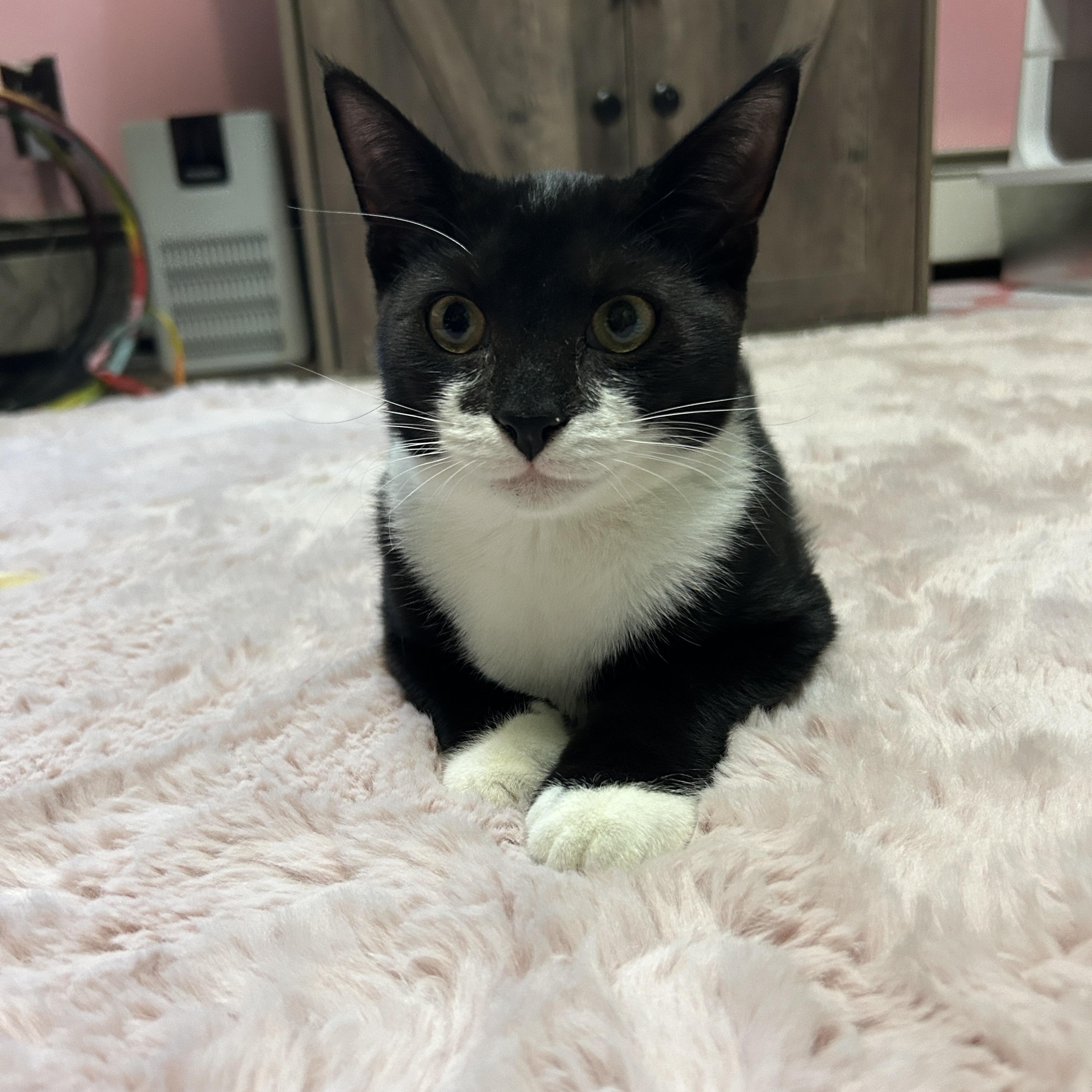 Enlarge Winston, a Adoptable Domestic Short Hair in Philadelphia, PA image 3/4