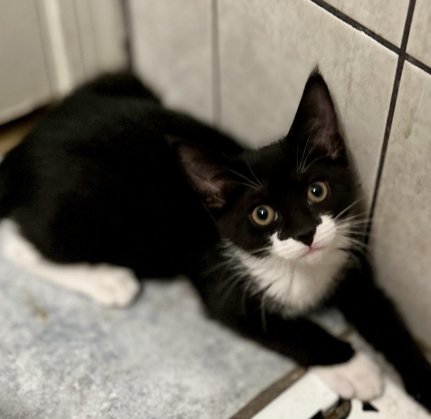 Enlarge Winston, a Adoptable Domestic Short Hair in Philadelphia, PA image 4/4