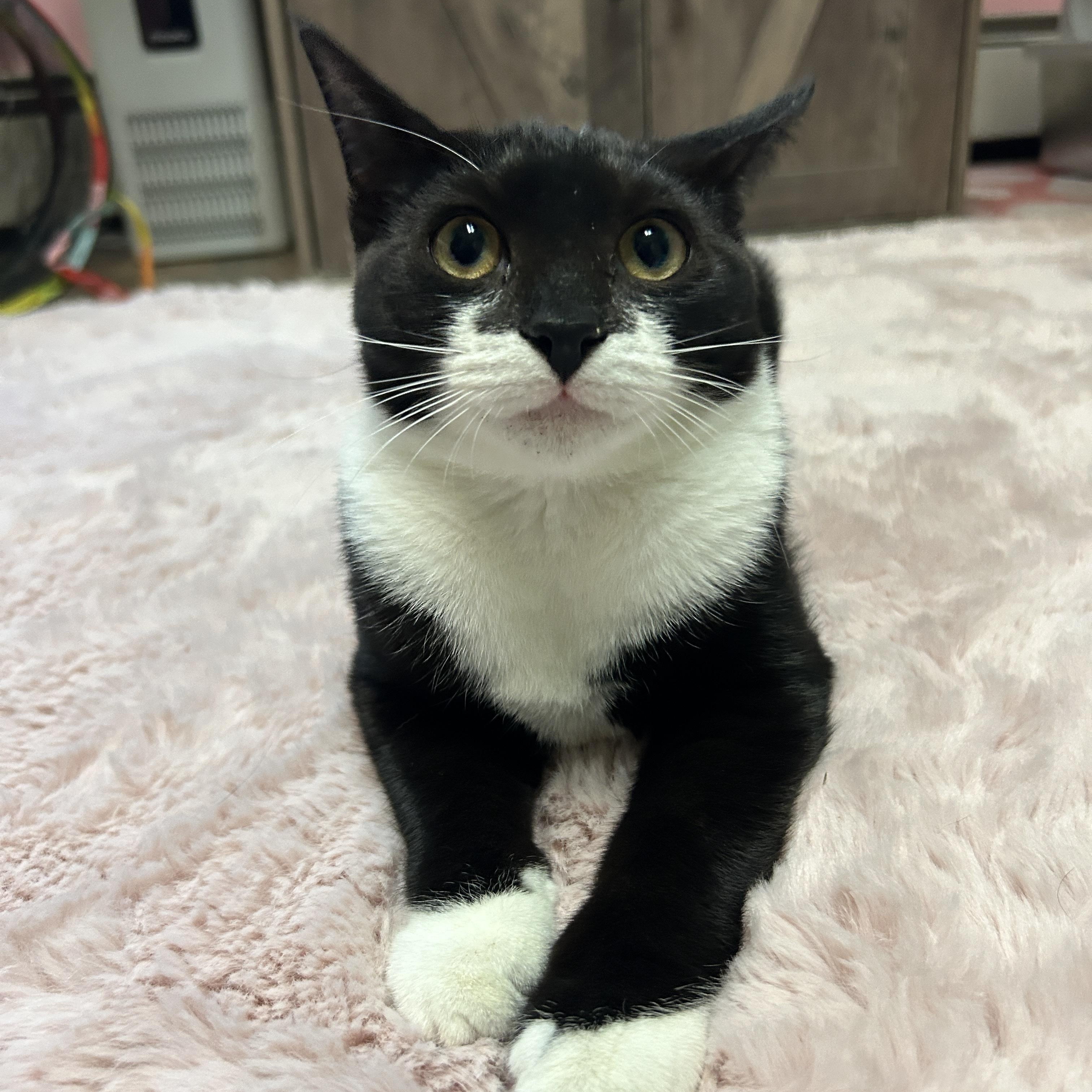 Winston, Adoptable, Kitten Male Domestic Short Hair.