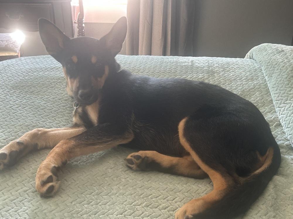 Enlarge Airbus, a Adoptable mixed breed in Waunakee, WI image 1/6