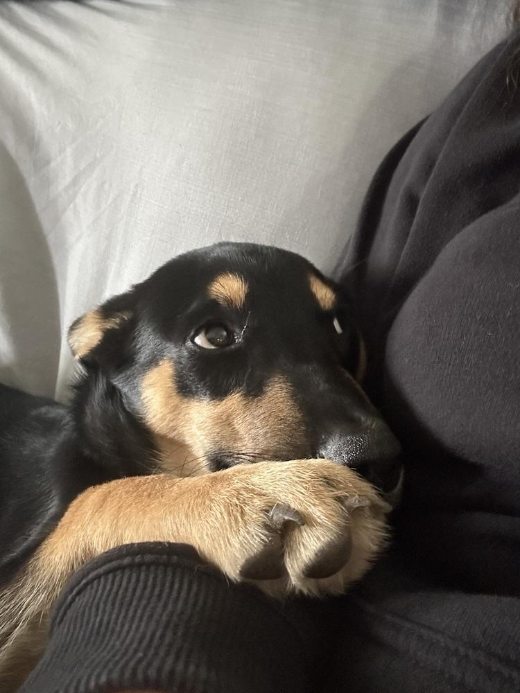 Enlarge Airbus, a Adoptable mixed breed in Waunakee, WI image 3/6
