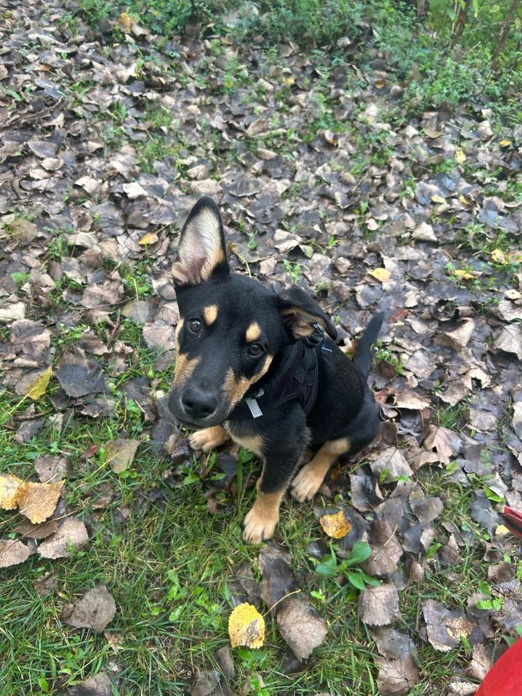 Enlarge Airbus, a Adoptable mixed breed in Waunakee, WI image 4/6