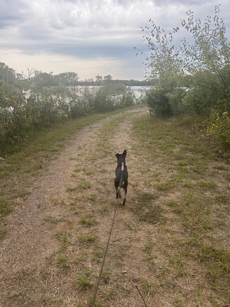Enlarge Airbus, a Adoptable mixed breed in Waunakee, WI image 5/6