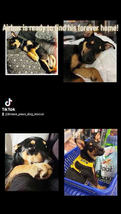 Enlarge Airbus, a Adoptable mixed breed in Waunakee, WI video 6/6