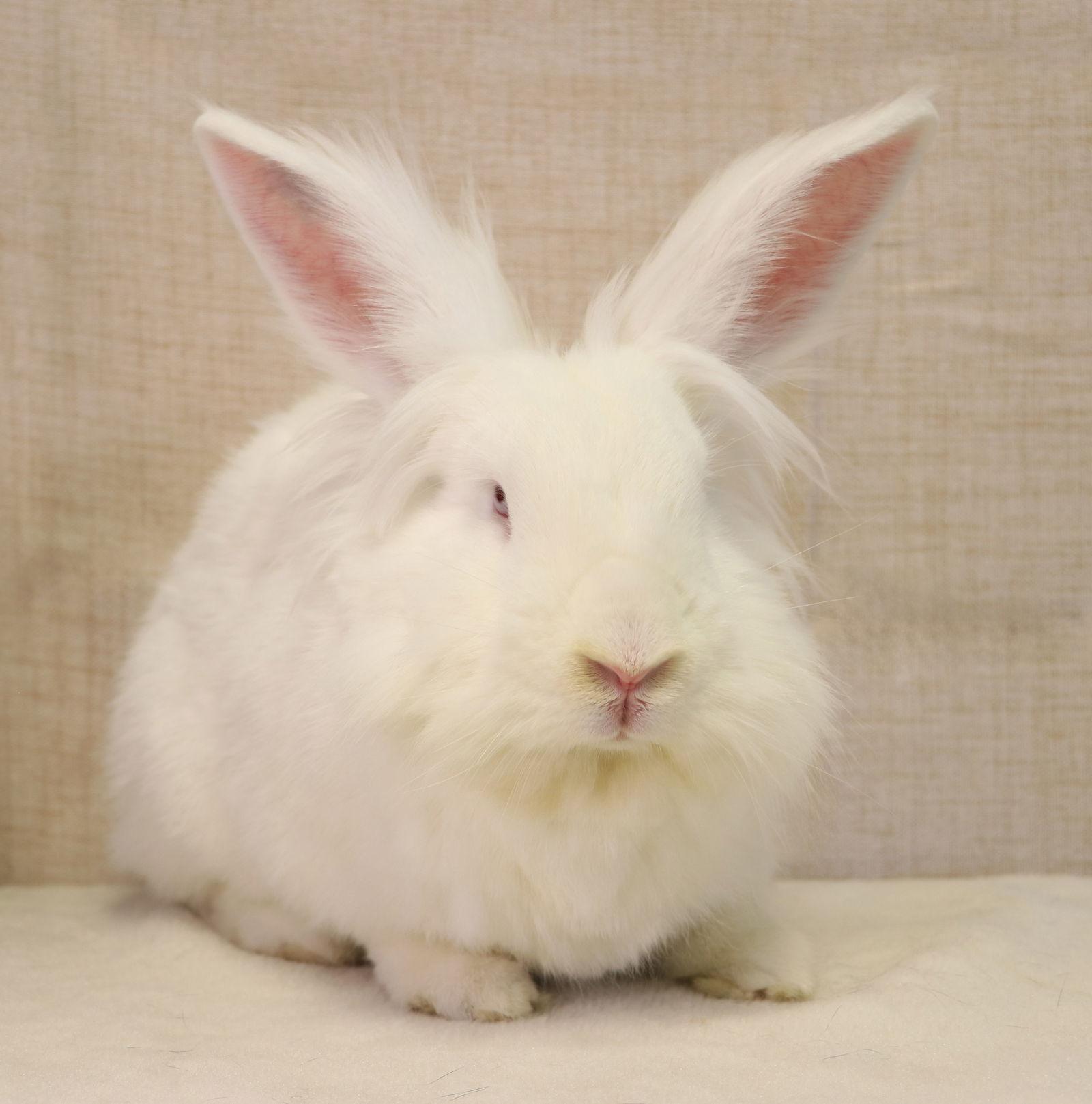 Jenny, Adoptable, Adult Female Lionhead & New Zealand.