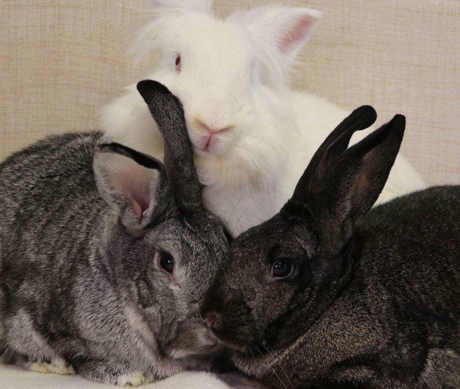 Enlarge Jenny, a Adoptable mixed breed in Lakeville, MN image 2/3