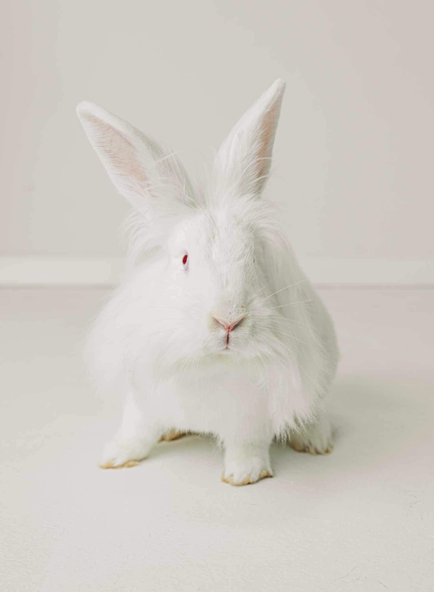 Enlarge Jenny, a Adoptable mixed breed in Lakeville, MN image 3/3