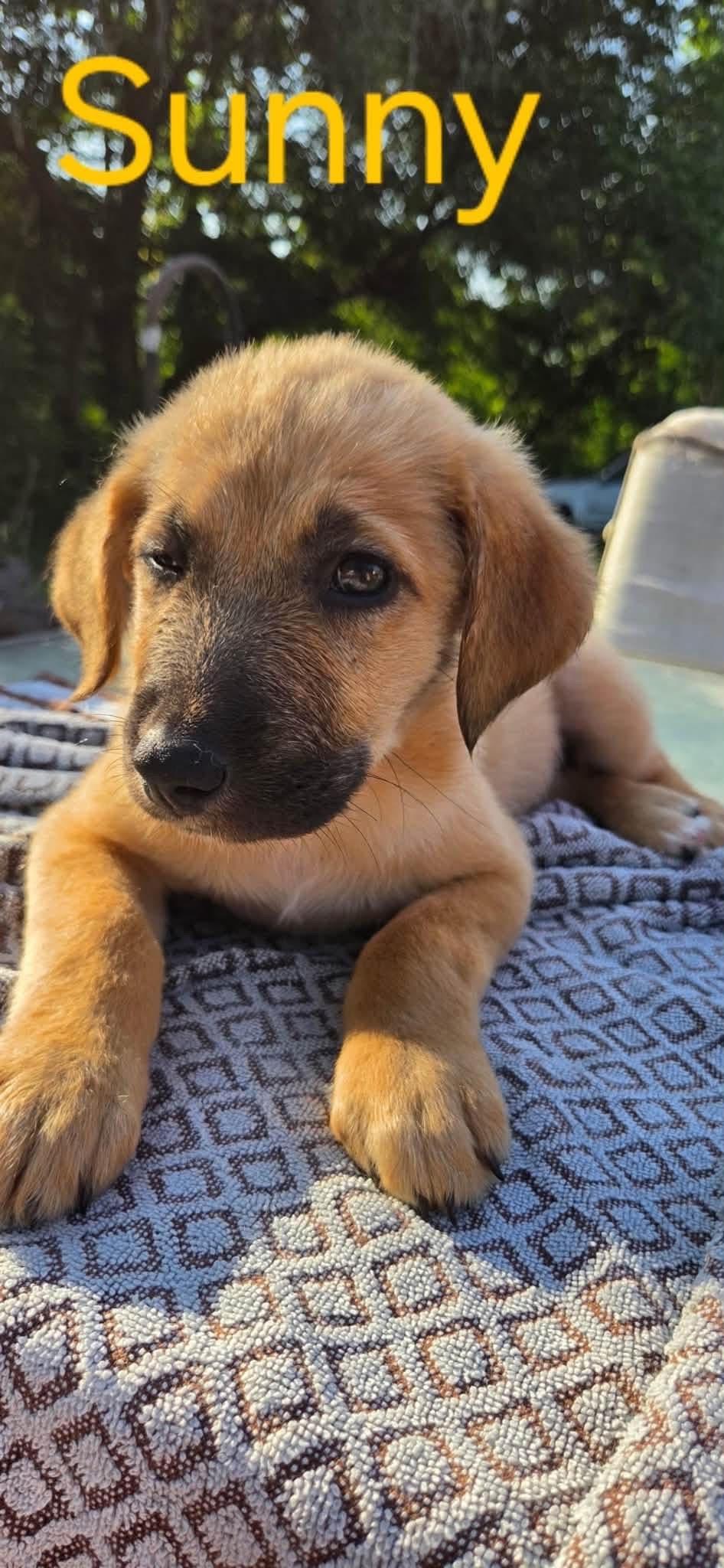 Enlarge Sunny (Available 10/3), a Adoptable mixed breed in Herculaneum, MO image 1/1