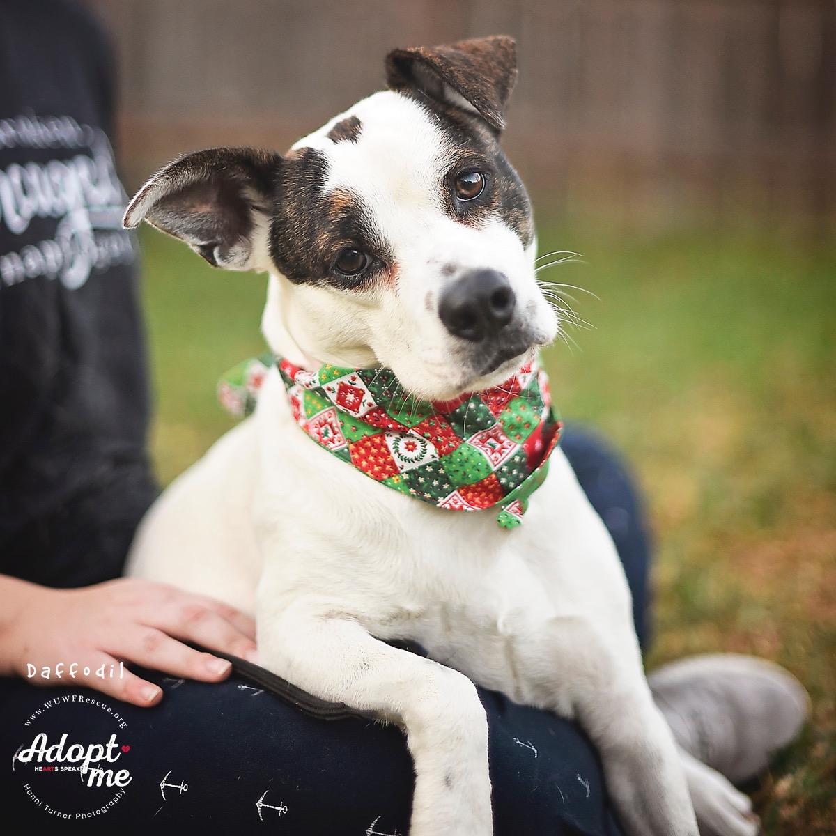 Daffodil — thumbnail 3