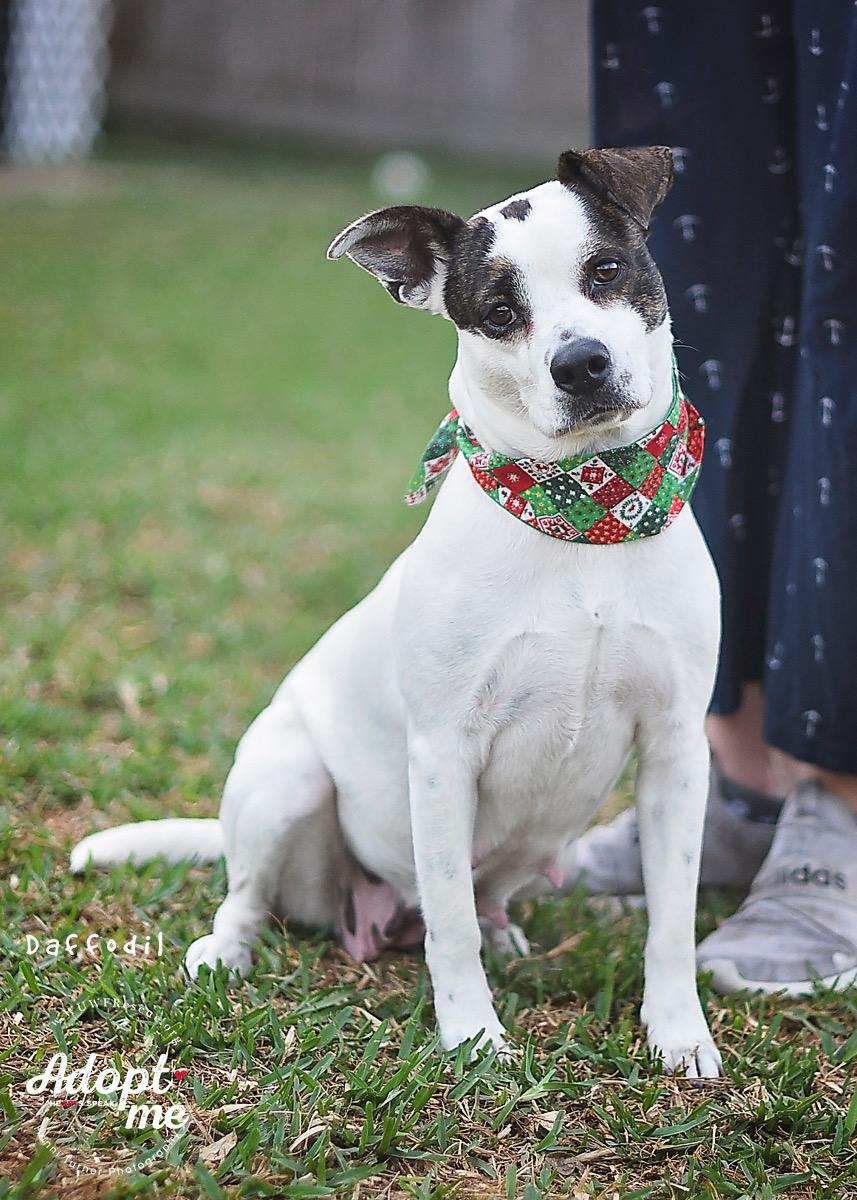 Daffodil — thumbnail 5