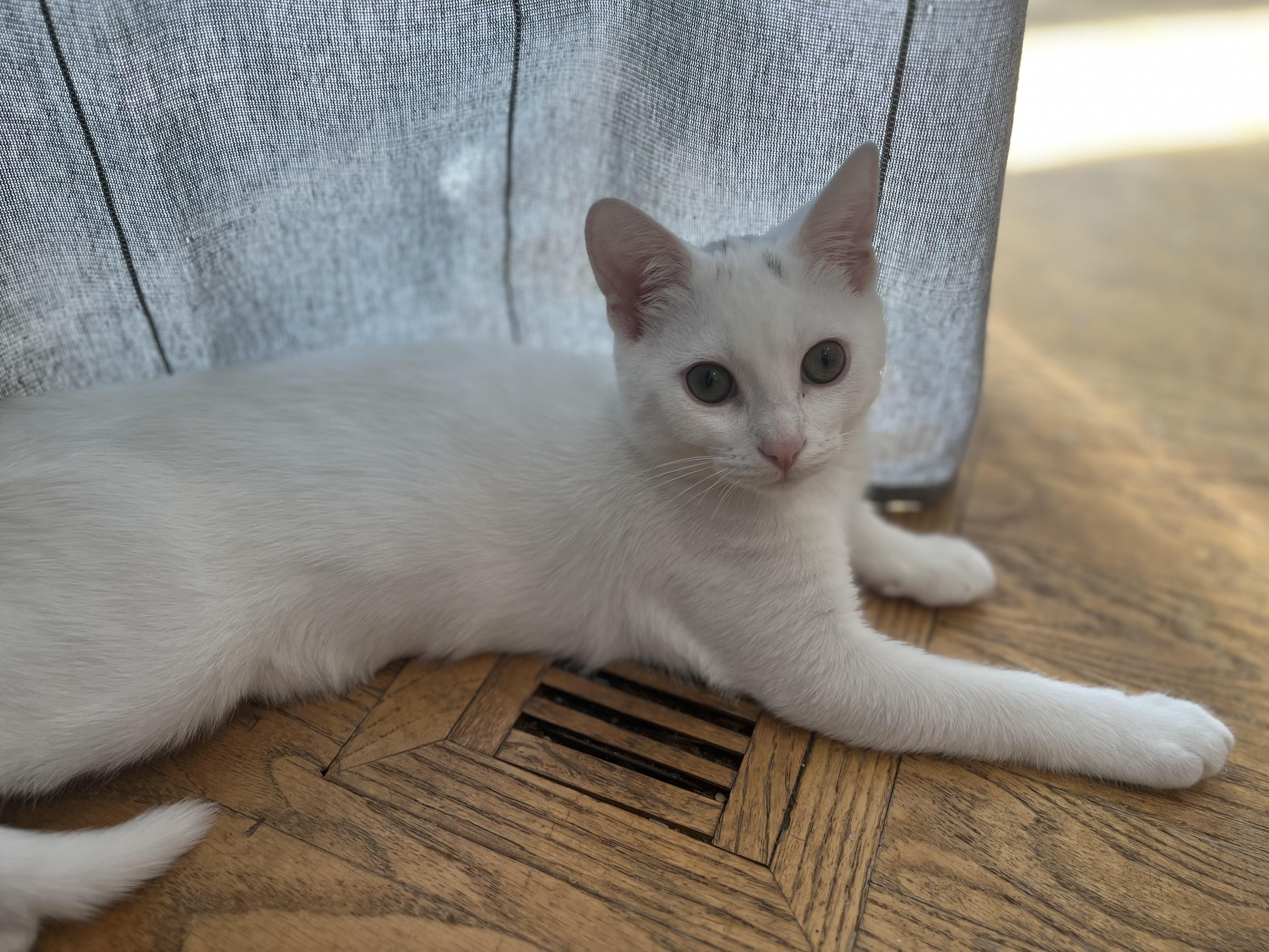 Enlarge Lily, a ADOPTABLE Domestic Short Hair in St. Charles, IL image 3/6