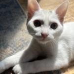 Enlarge Lily, a ADOPTABLE Domestic Short Hair in St. Charles, IL image 2/6