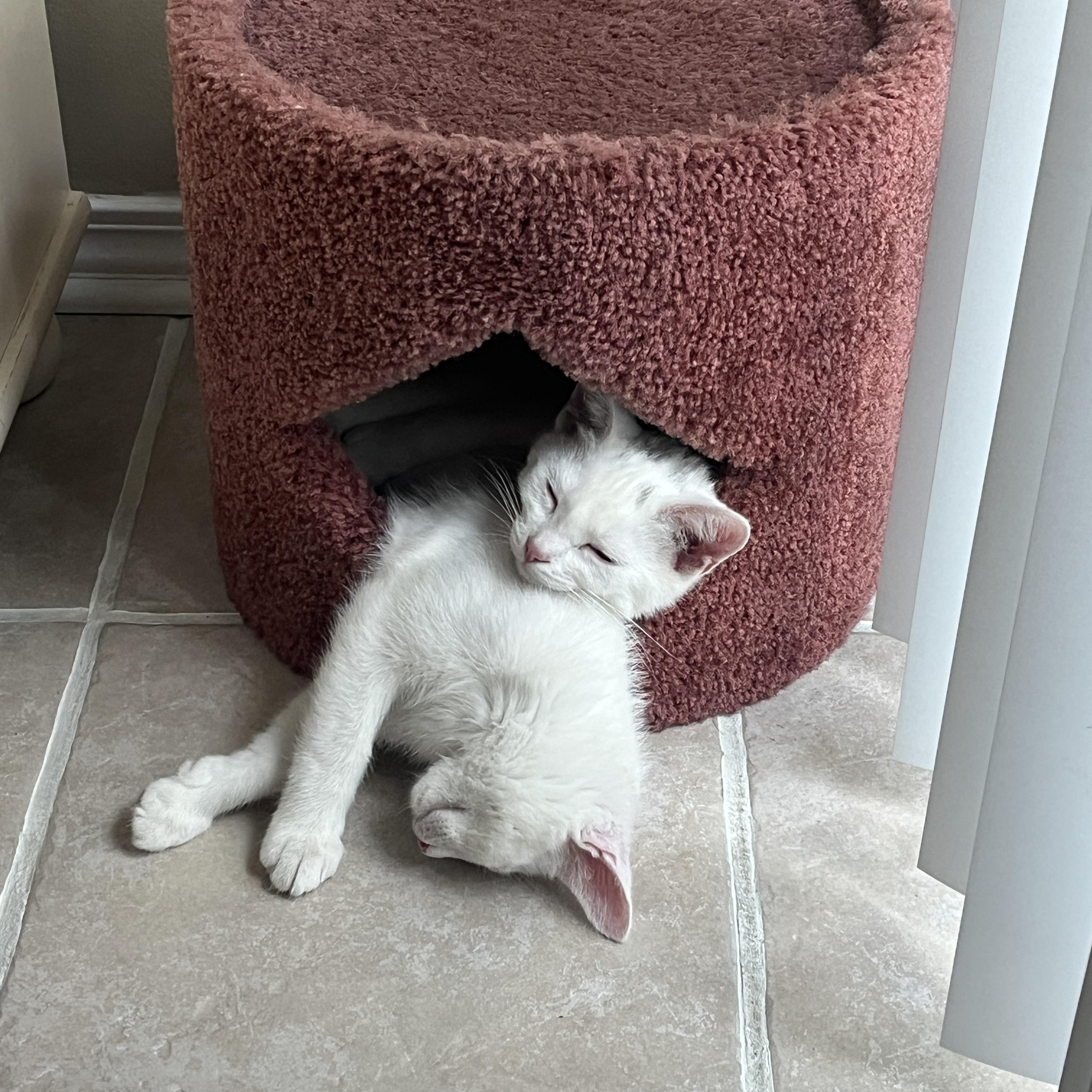 Enlarge Lily, a ADOPTABLE Domestic Short Hair in St. Charles, IL image 4/6