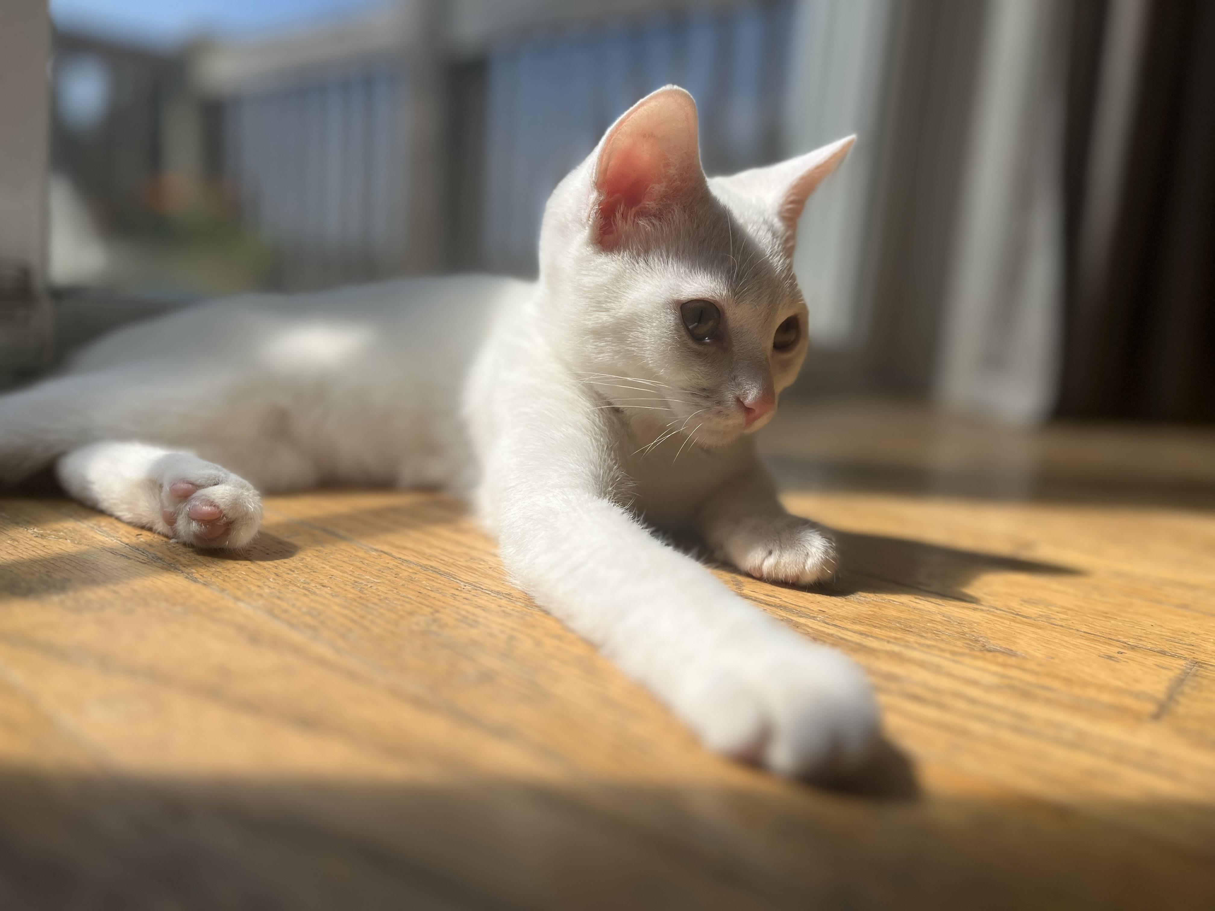 Lily, ADOPTABLE, Young Female Domestic Short Hair.
