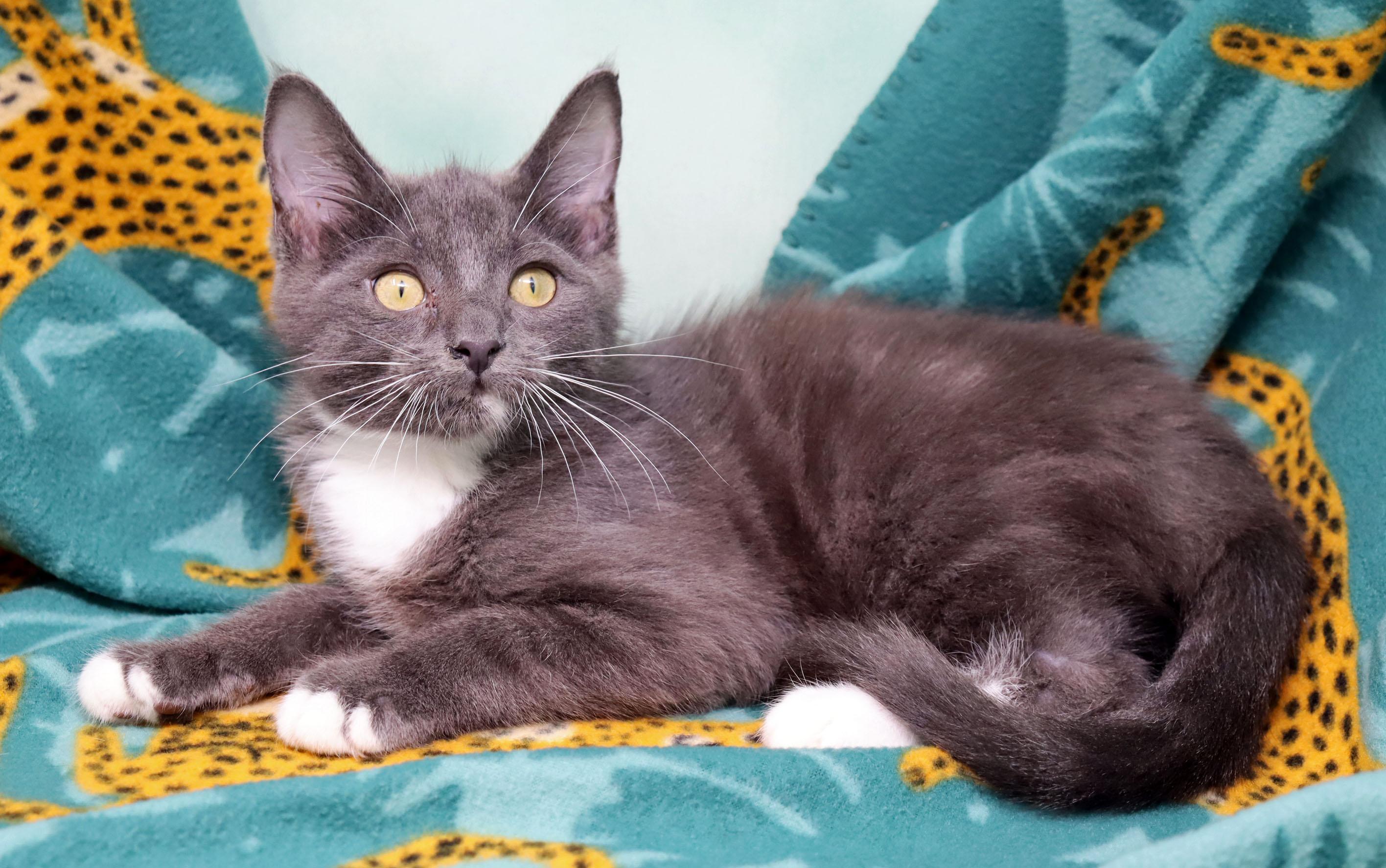 Toots, a ADOPTABLE Domestic Long Hair in Tierra Verde, FL image 2/3