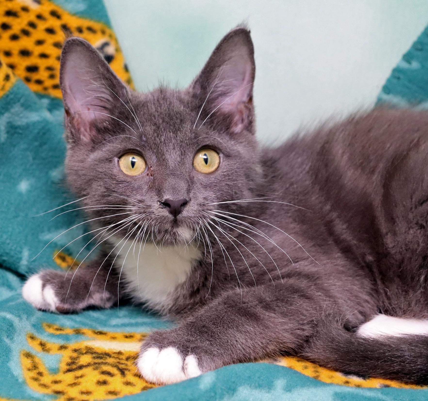 Toots, a ADOPTABLE Domestic Long Hair in Tierra Verde, FL image 1/3
