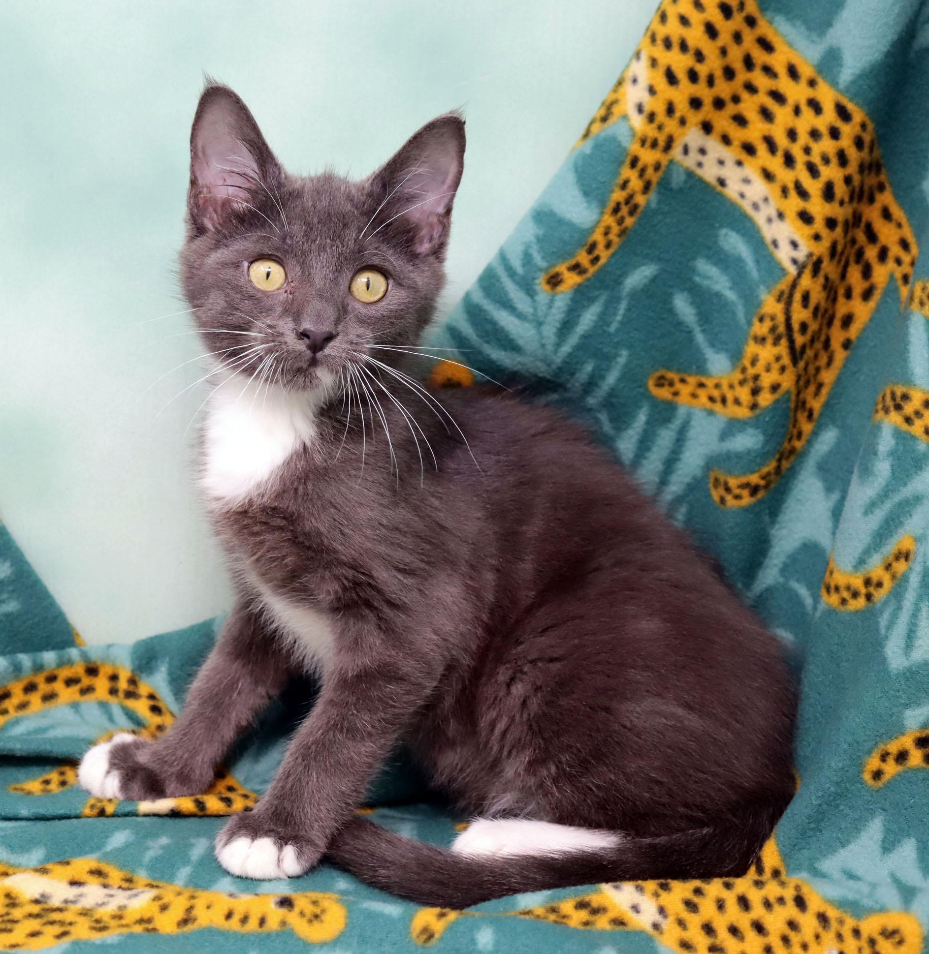 Toots, a ADOPTABLE Domestic Long Hair in Tierra Verde, FL image 3/3
